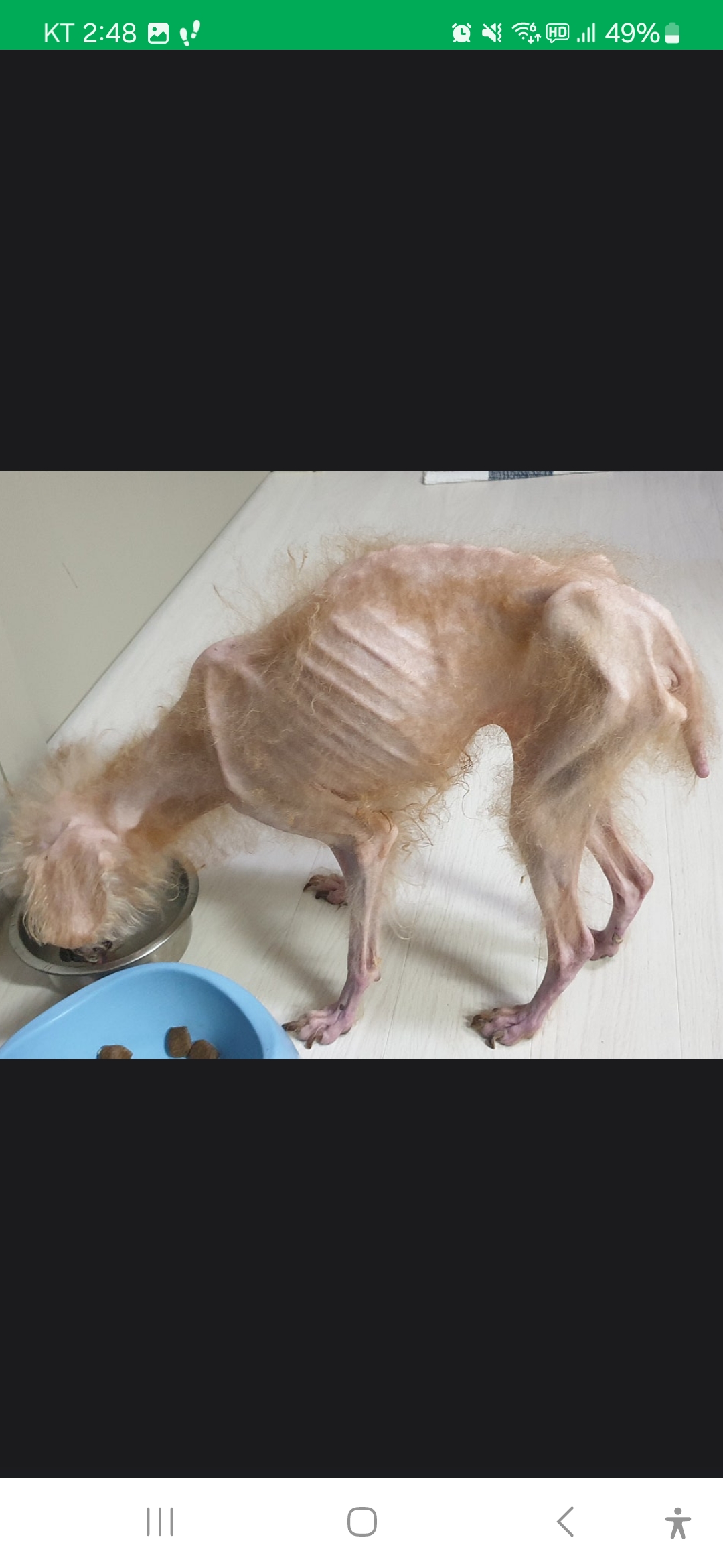 방치되어 뼈가 다 드러난 노견입니다
