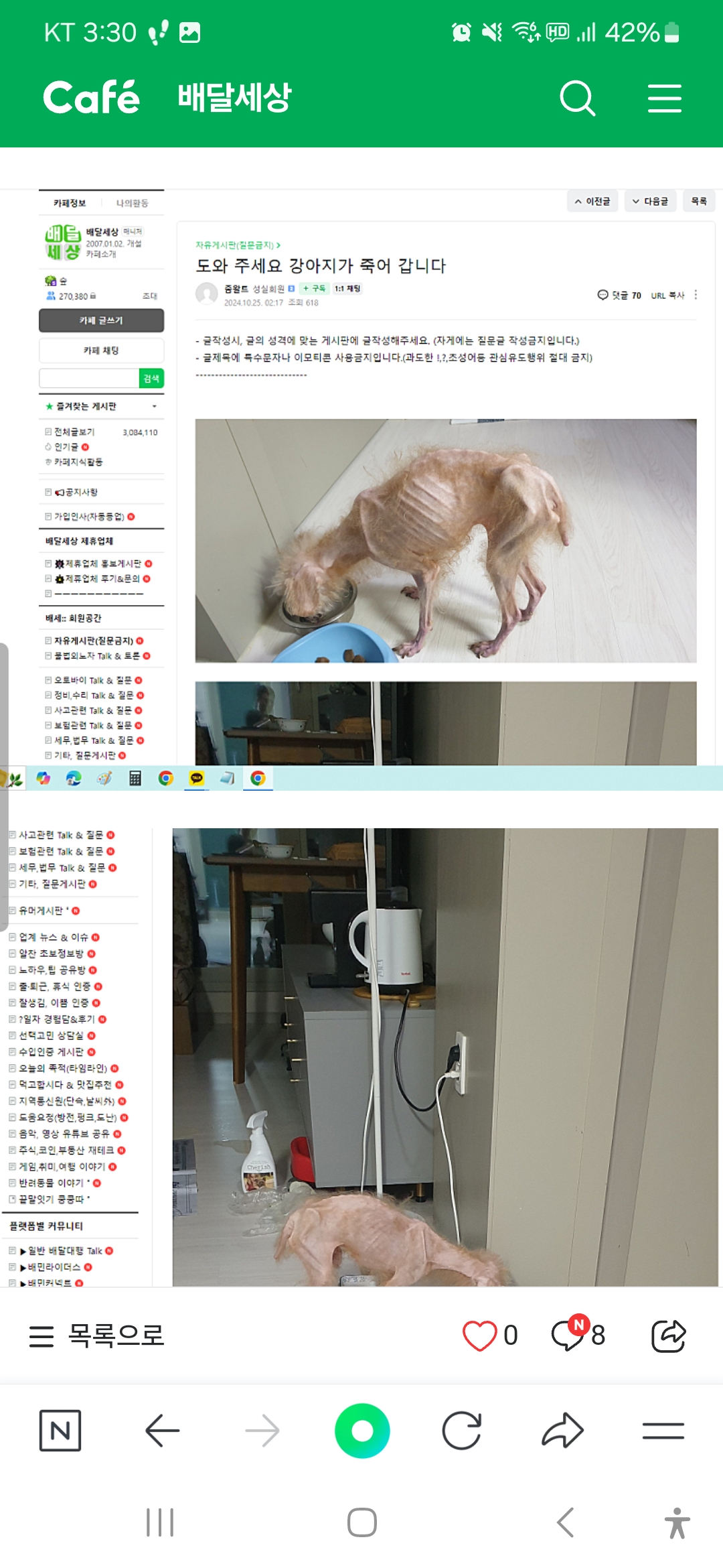 방치되어 뼈가 다 드러난 노견입니다
