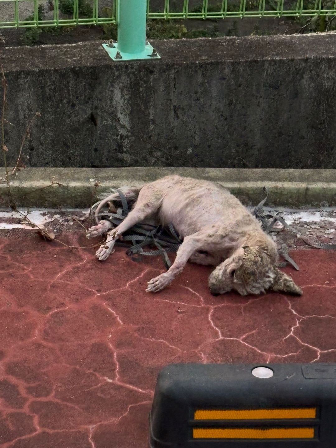 길고양이들 밥 주러 가는 곳에 학대의심 강아지 사체