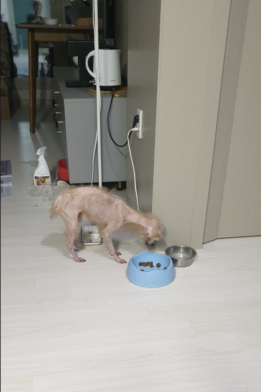 동물 학대 제보