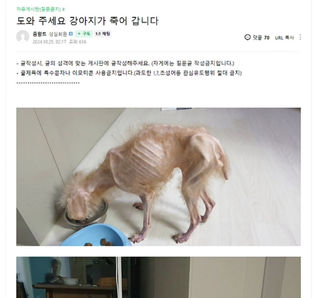 동물 학대 제보