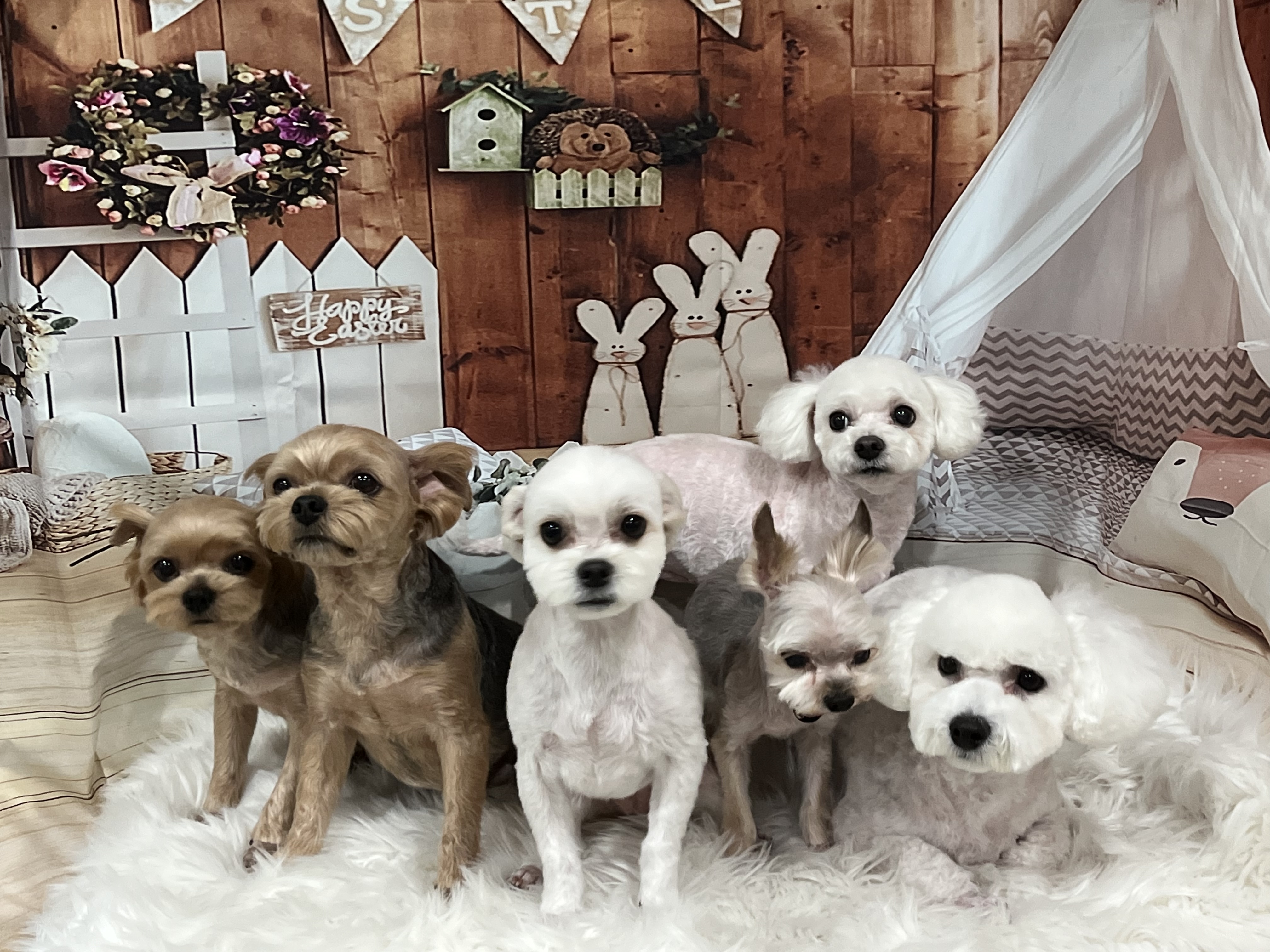 샤넬(구 아자),볼보(구 양삼)