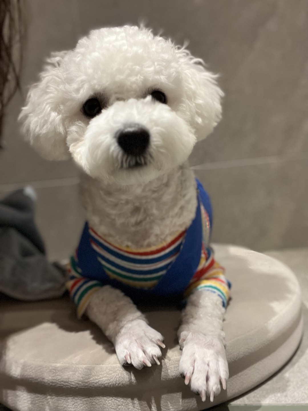 샤넬(구 아자),볼보(구 양삼)