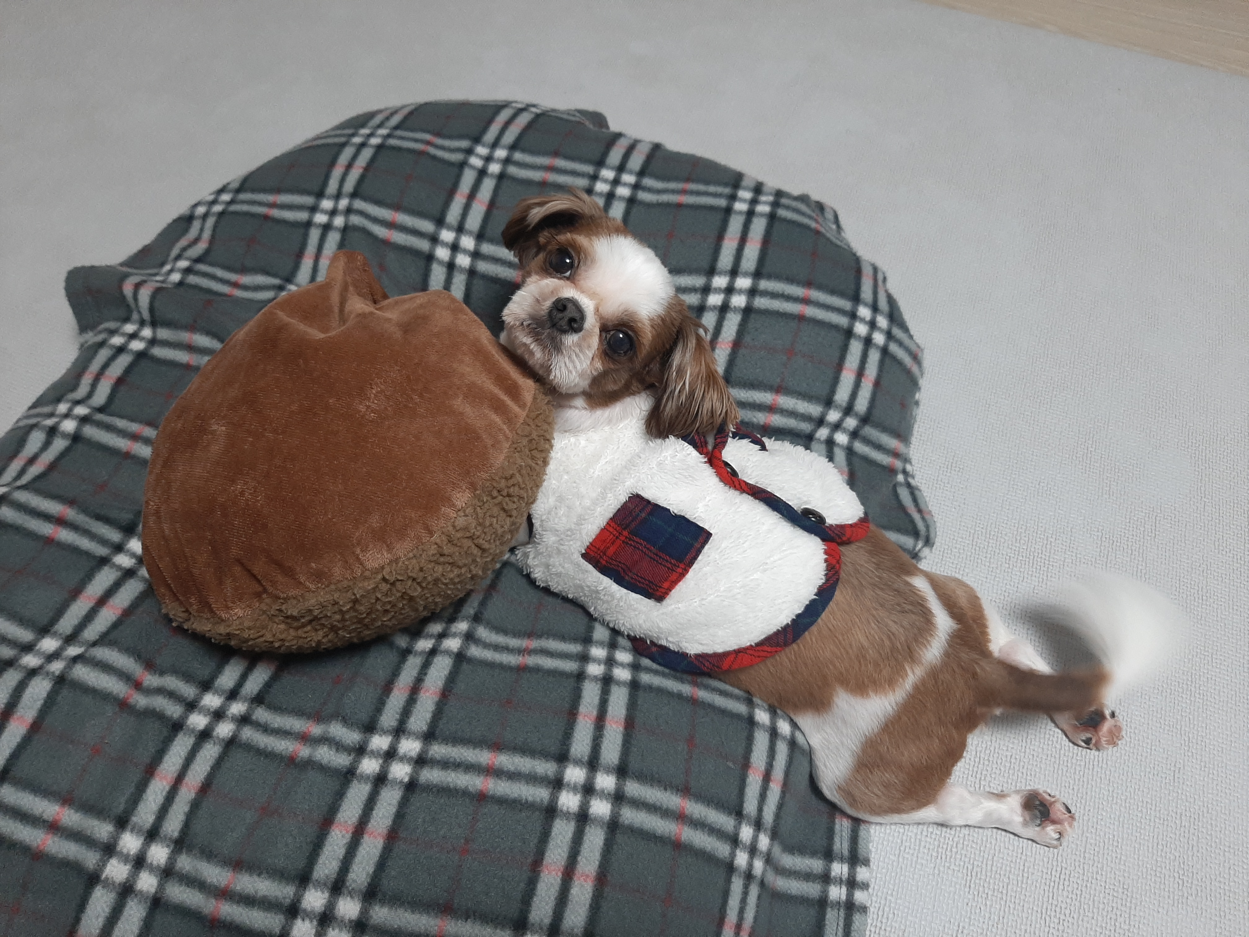 뽀야 소식전해요
