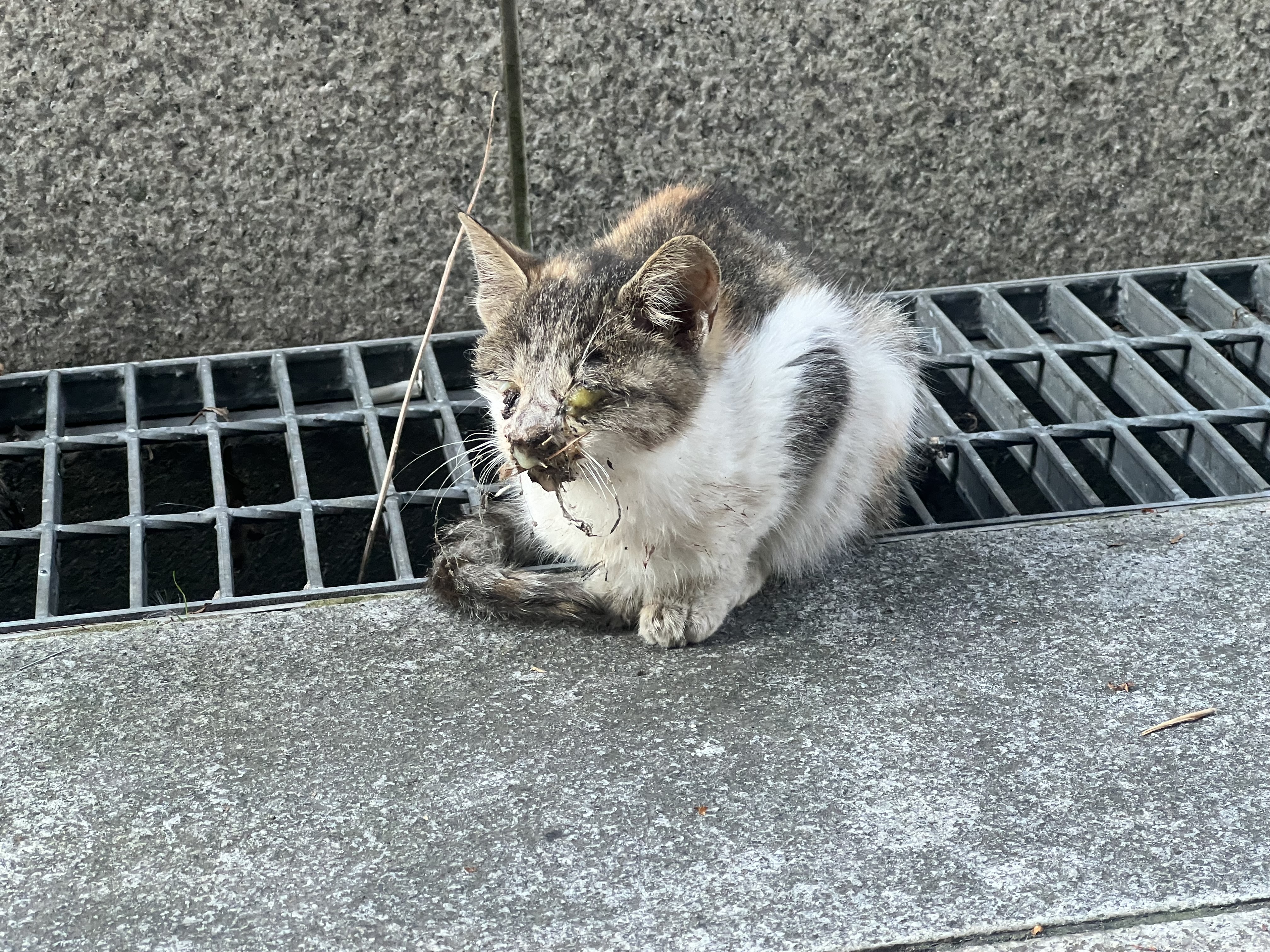 안산 아기고양이 부상