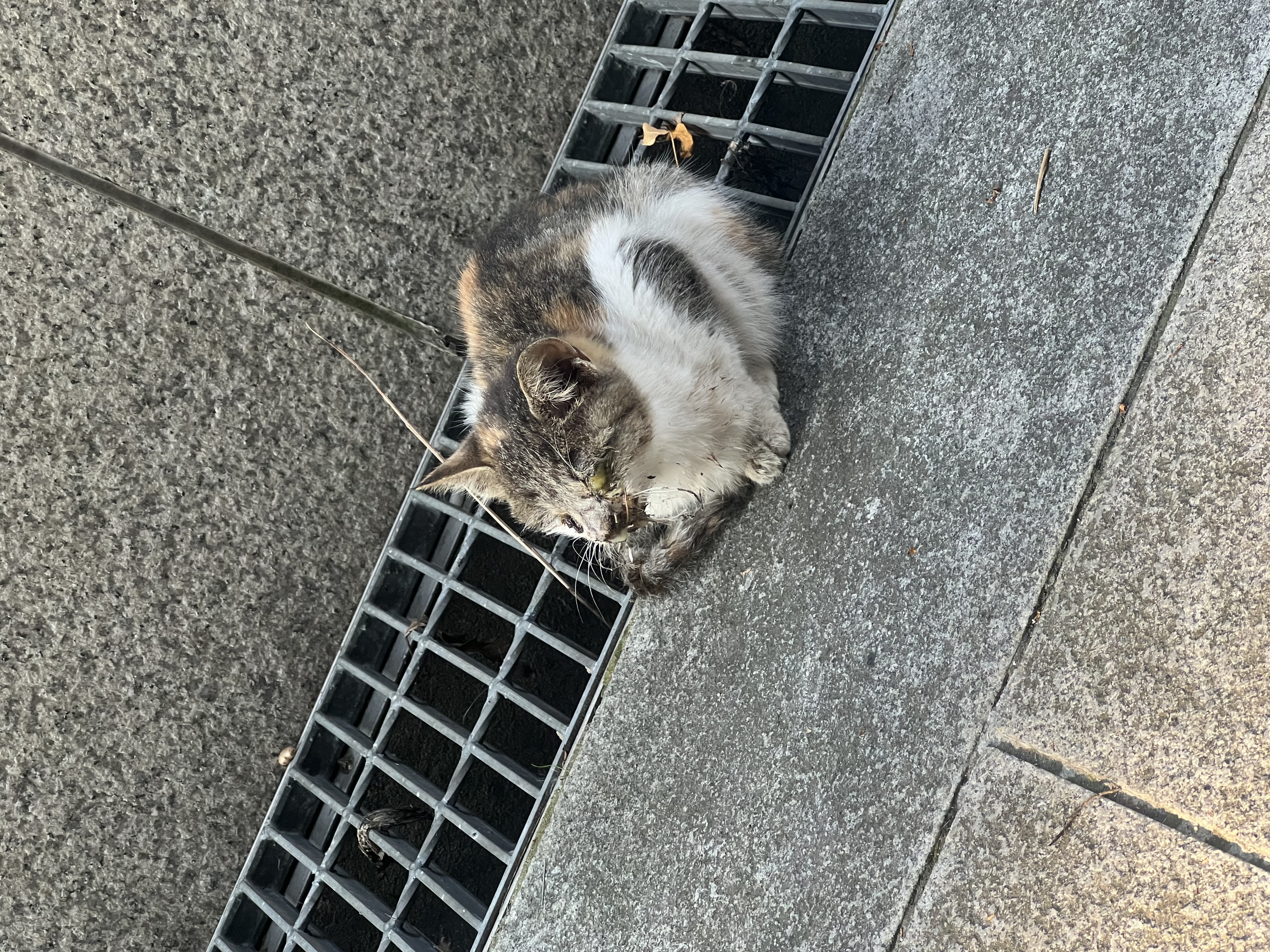 안산 아기고양이 부상