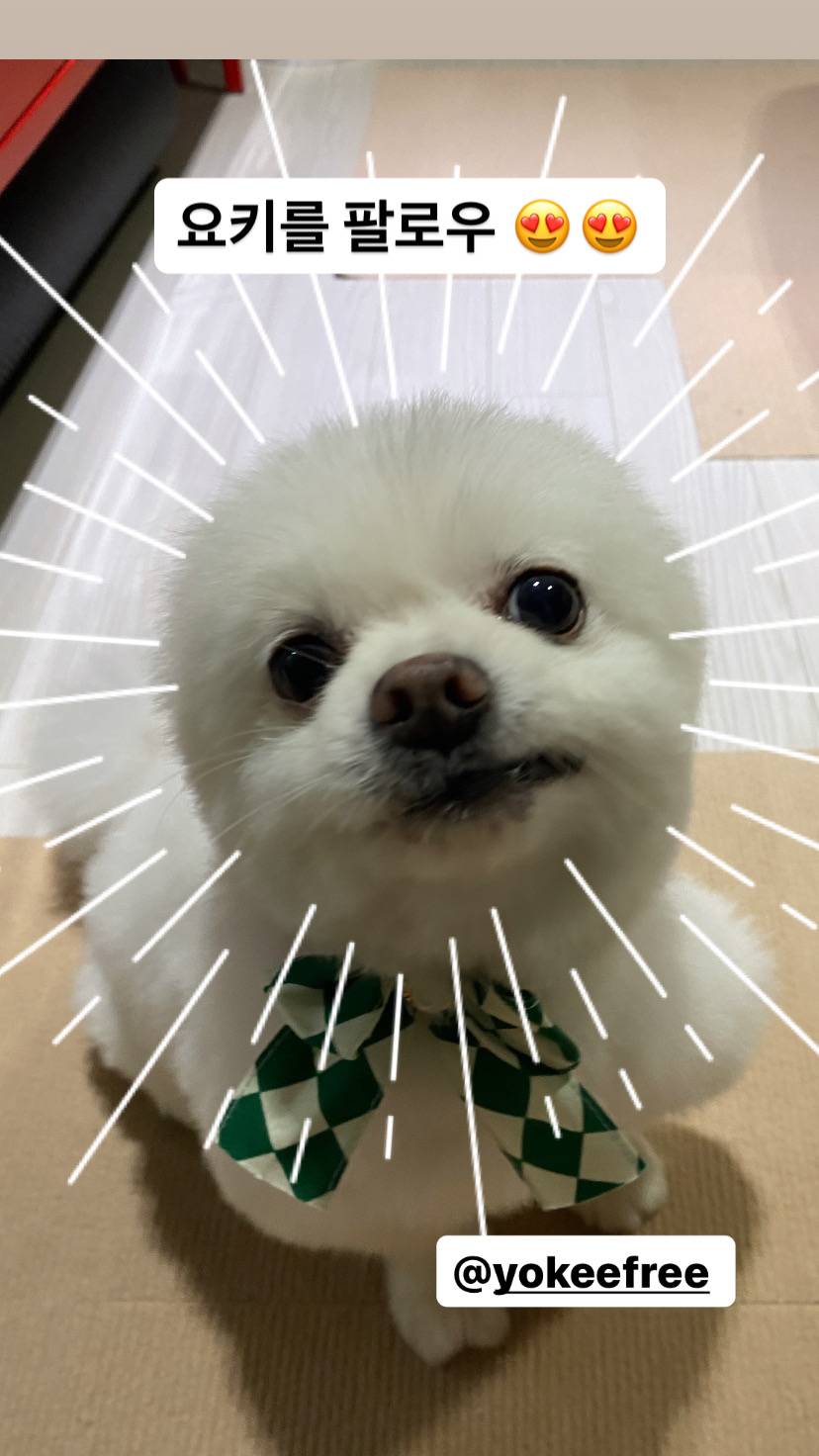 요키를 임보하고 있어요 