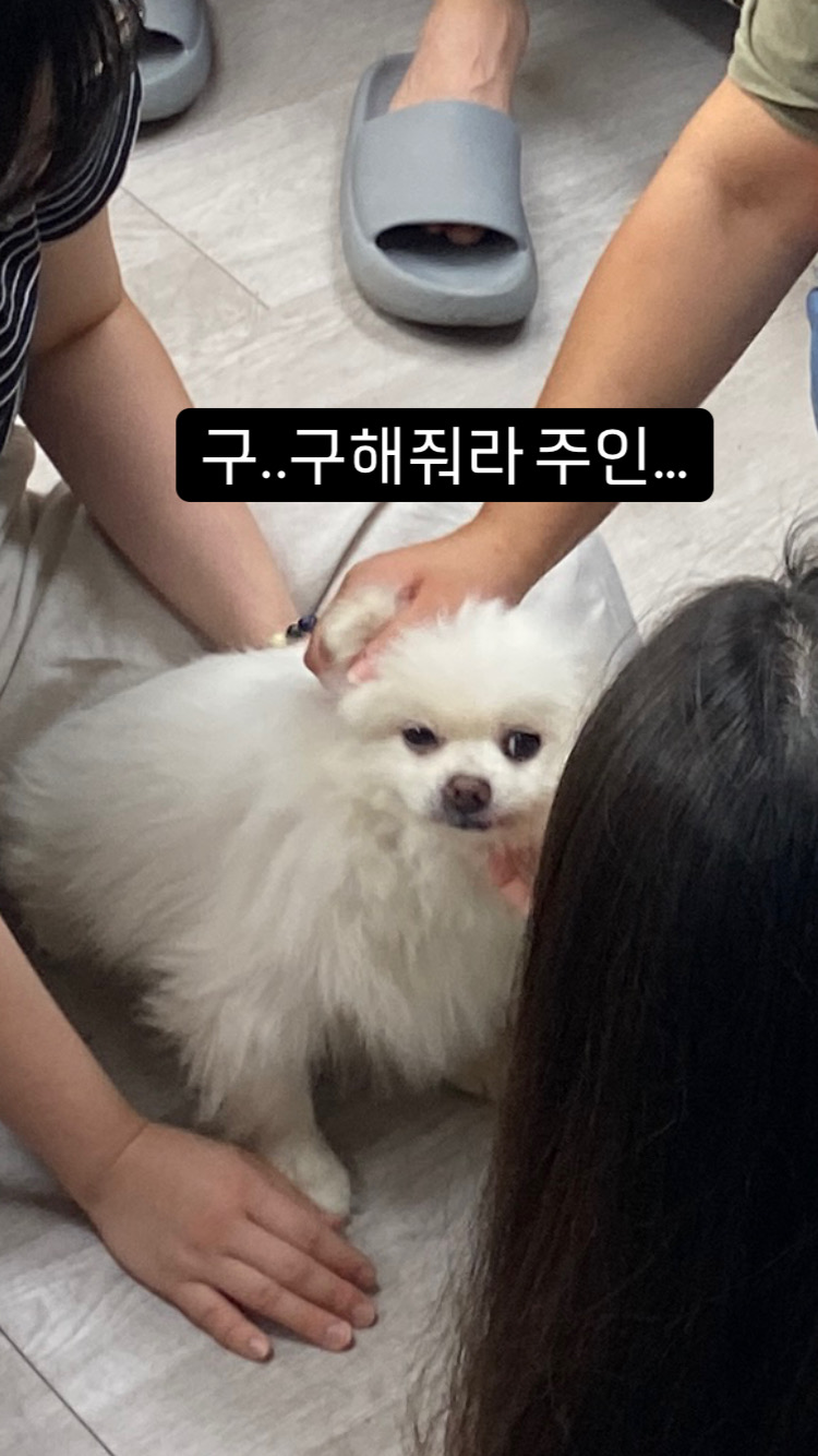 요키를 임보하고 있어요 