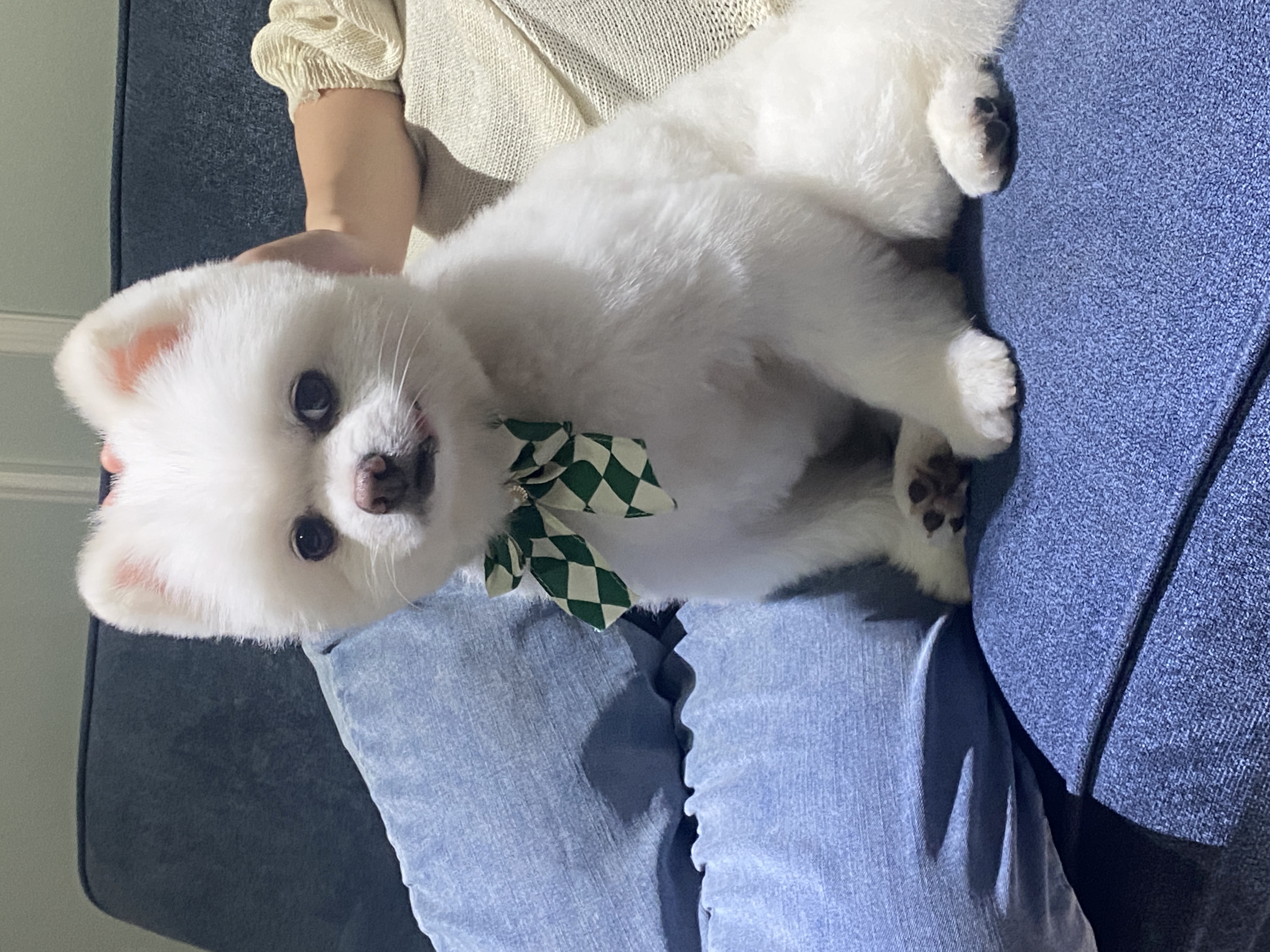 요키를 임보하고 있어요 