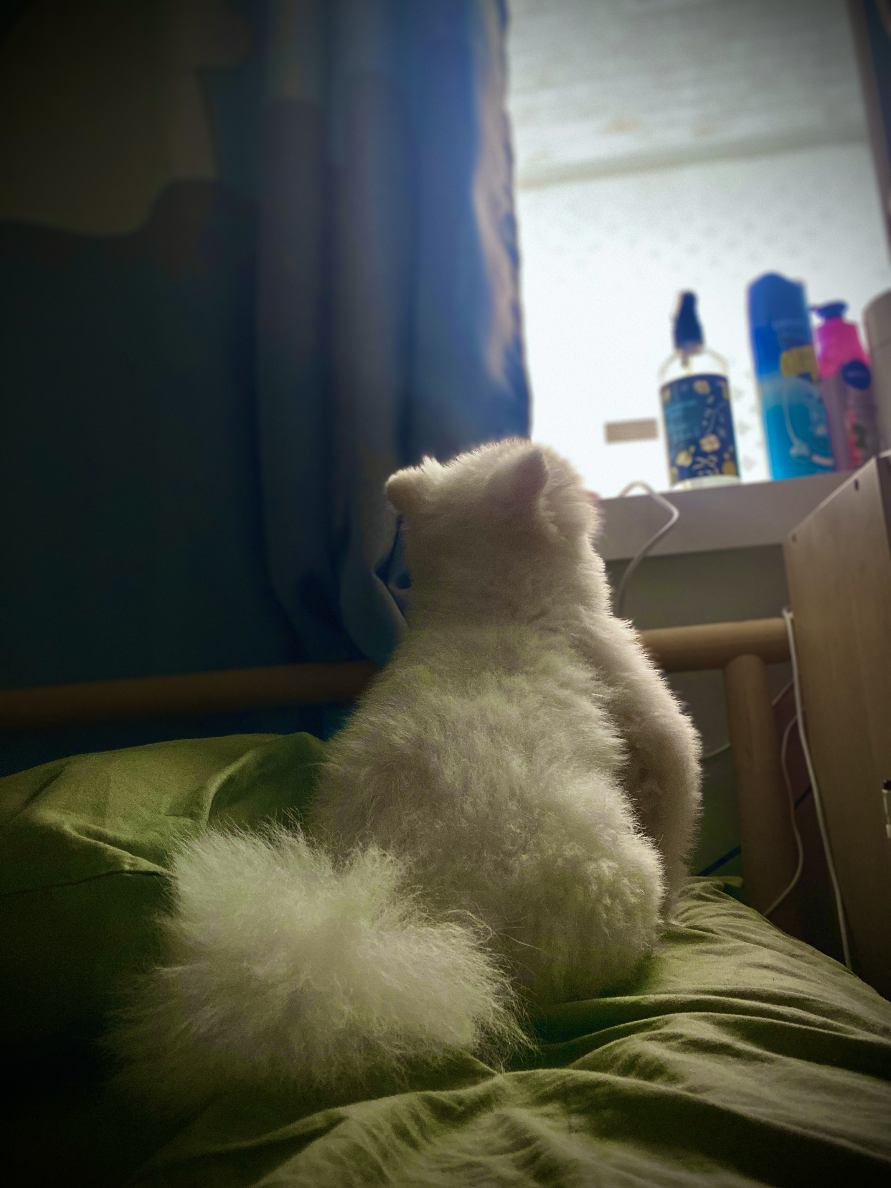 요키를 임보하고 있어요 