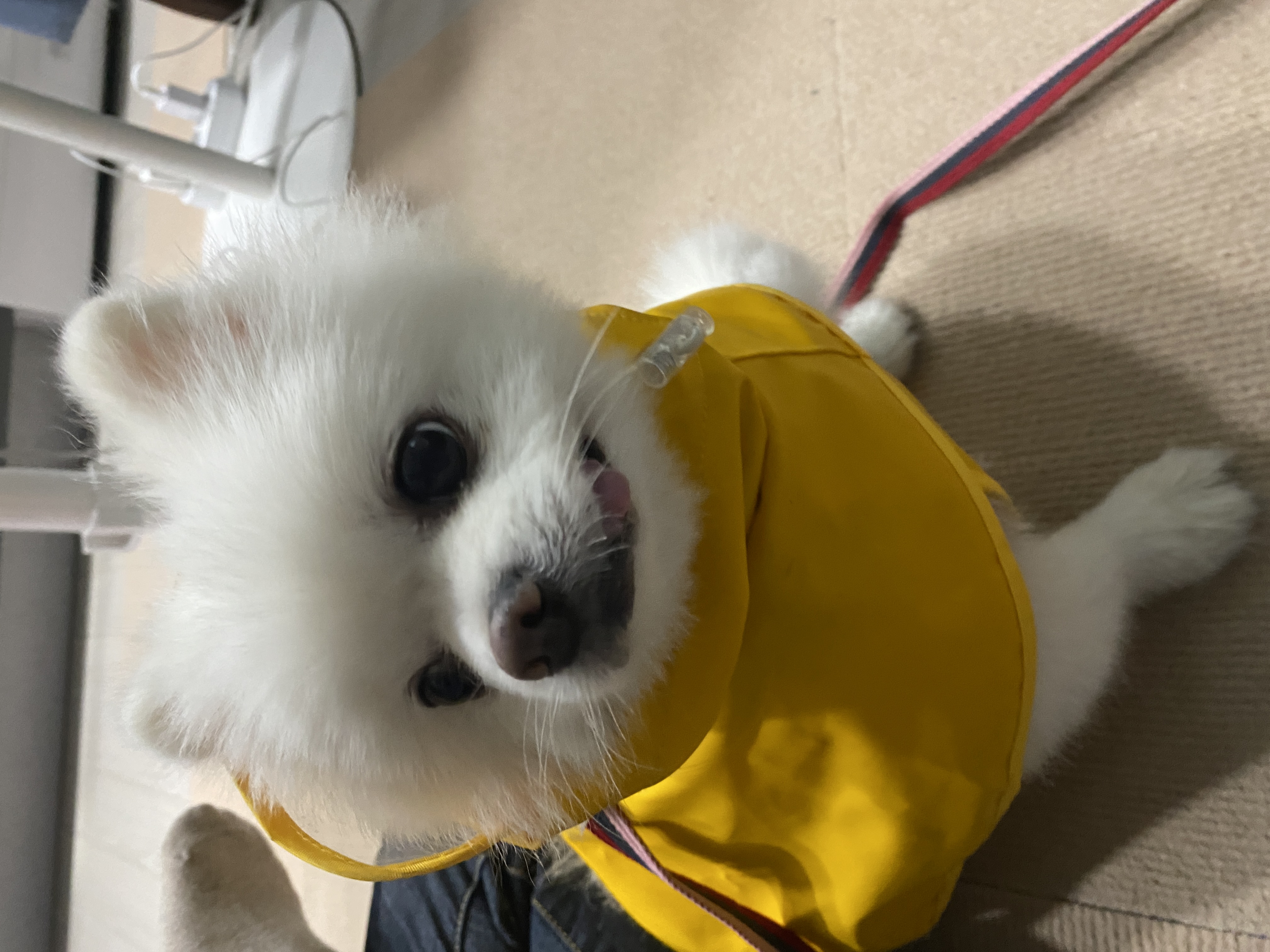 요키를 임보하고 있어요 