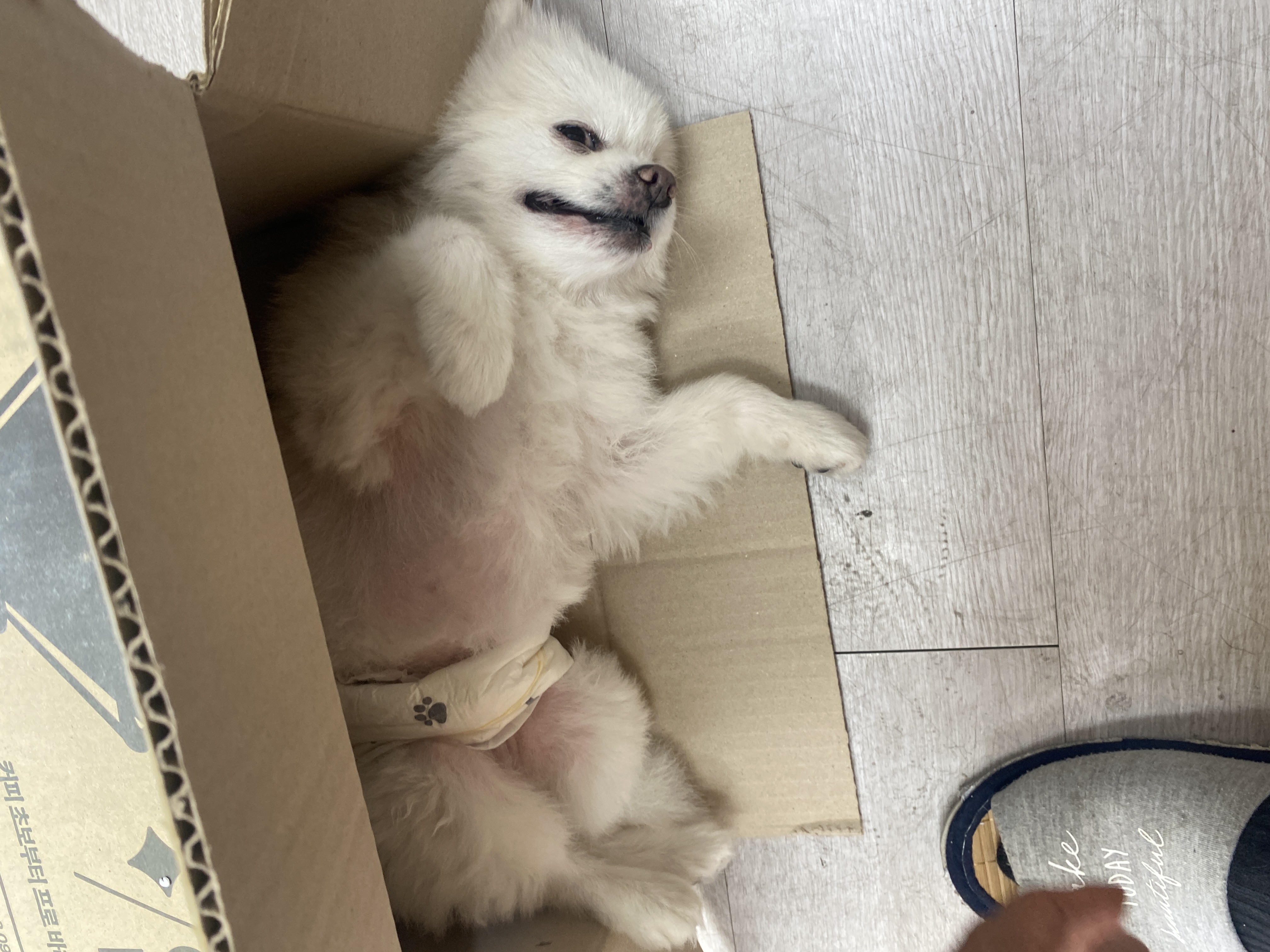 요키를 임보하고 있어요 