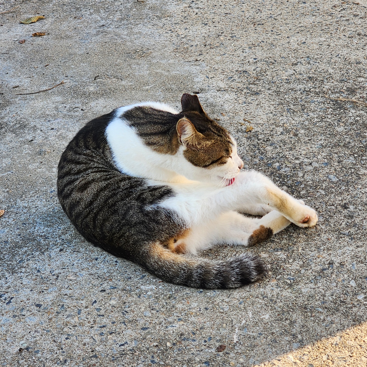 다리가 부러진 길냥이