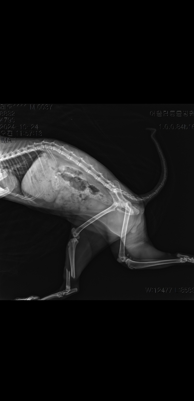 다리가 부러진 길냥이