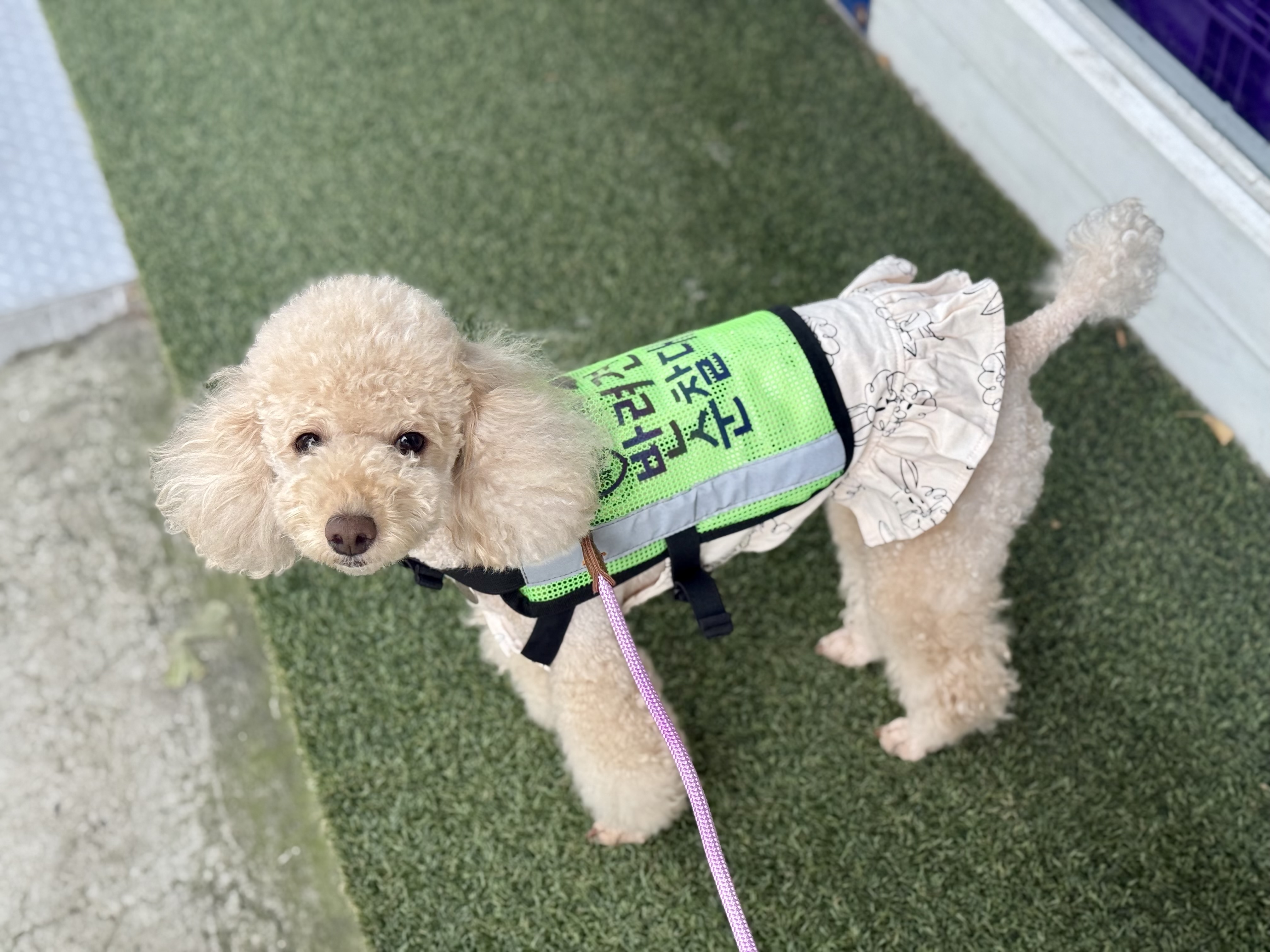 초이 순찰대 됐어요~!!(곤지암 해삼)