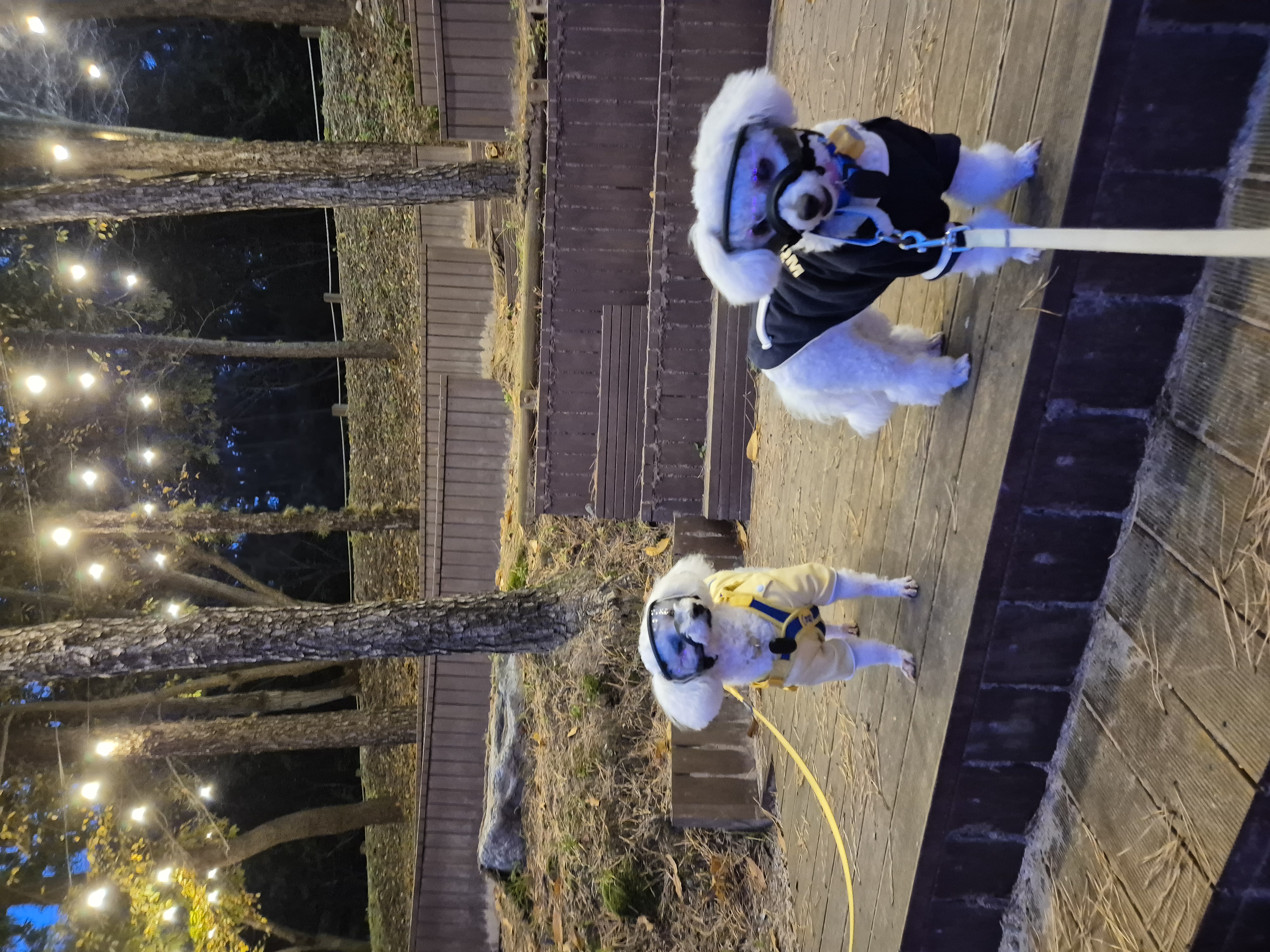다온(푸양이) & 누림(양이) 첫돌소식입니다