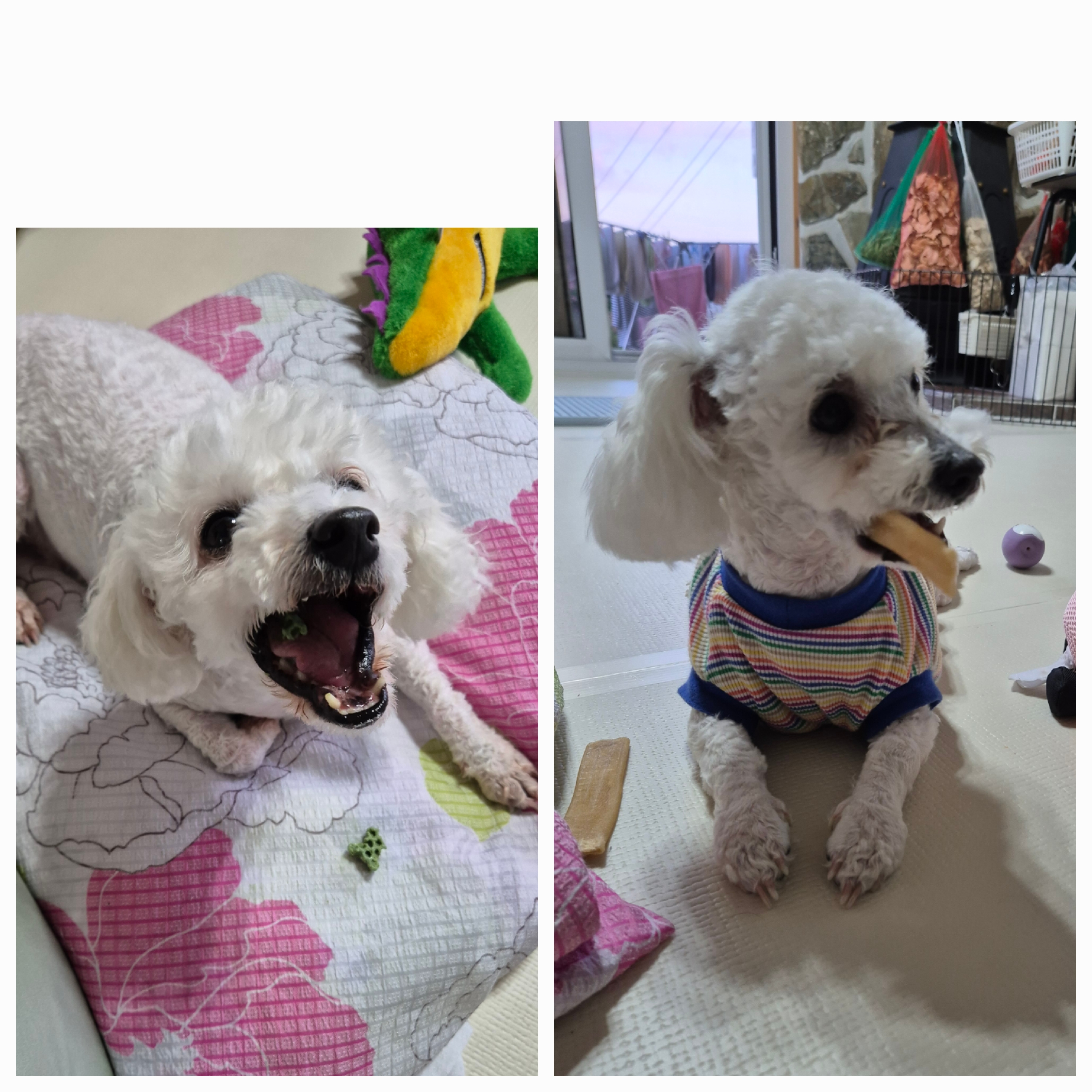 다온(푸양이) & 누림(양이) 첫돌소식입니다