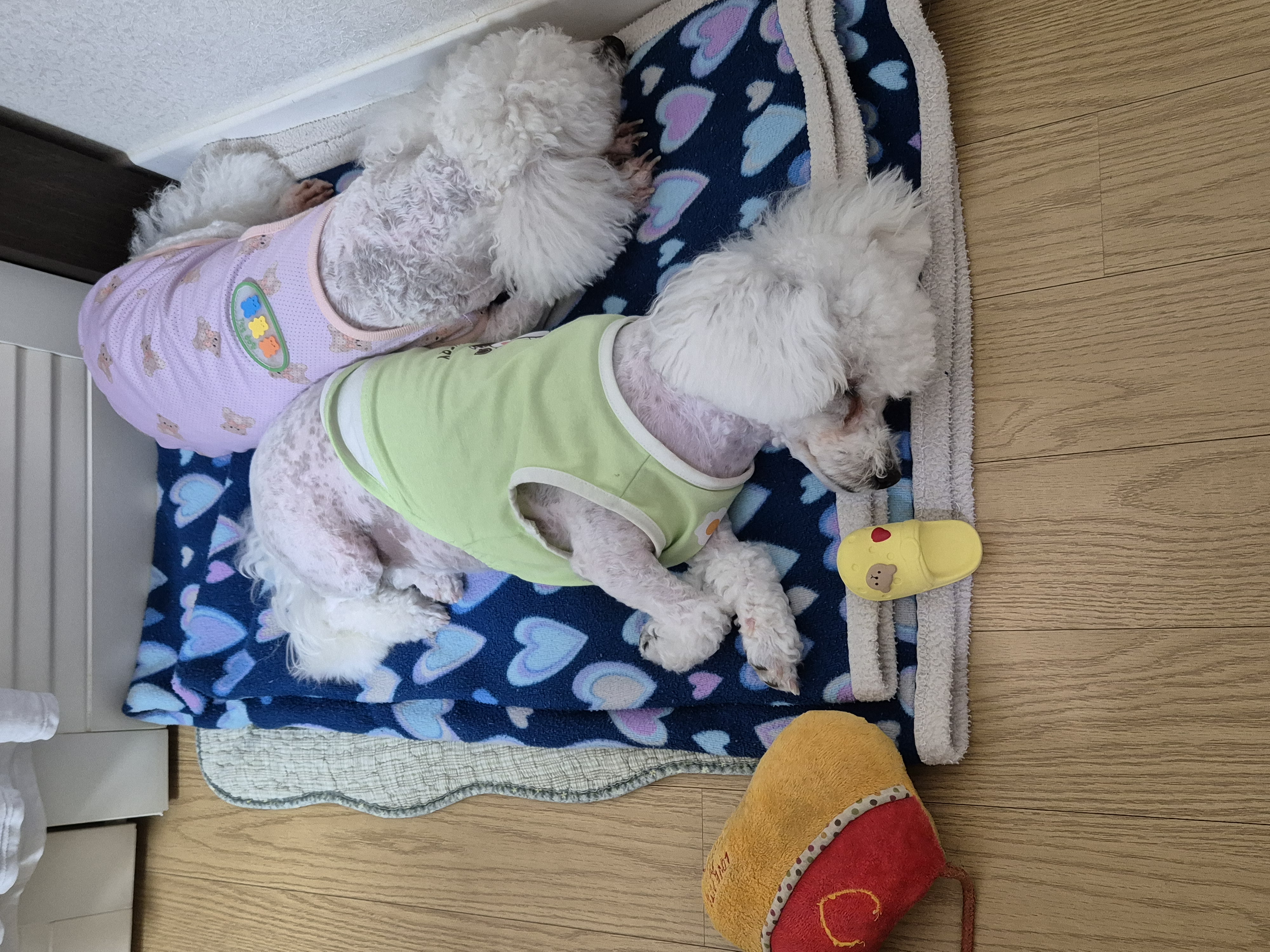 다온(푸양이) & 누림(양이) 첫돌소식입니다