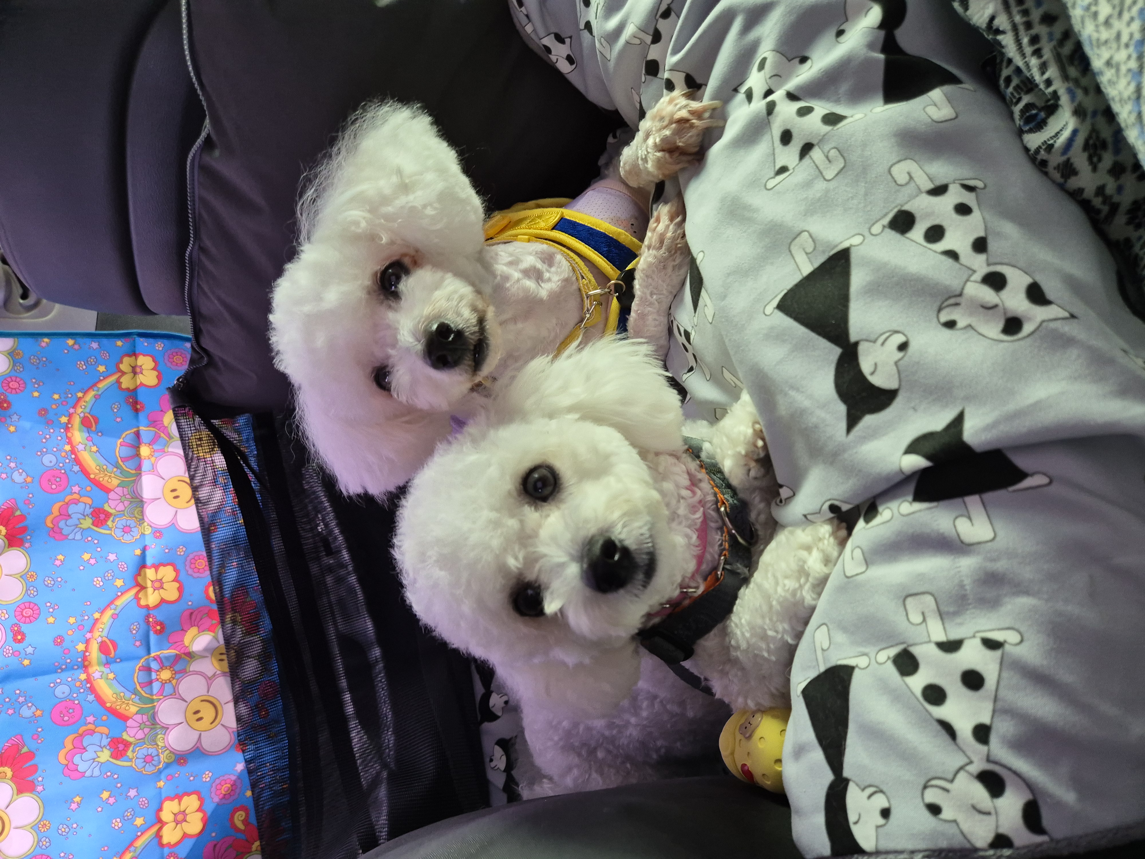 다온(푸양이) & 누림(양이) 첫돌소식입니다