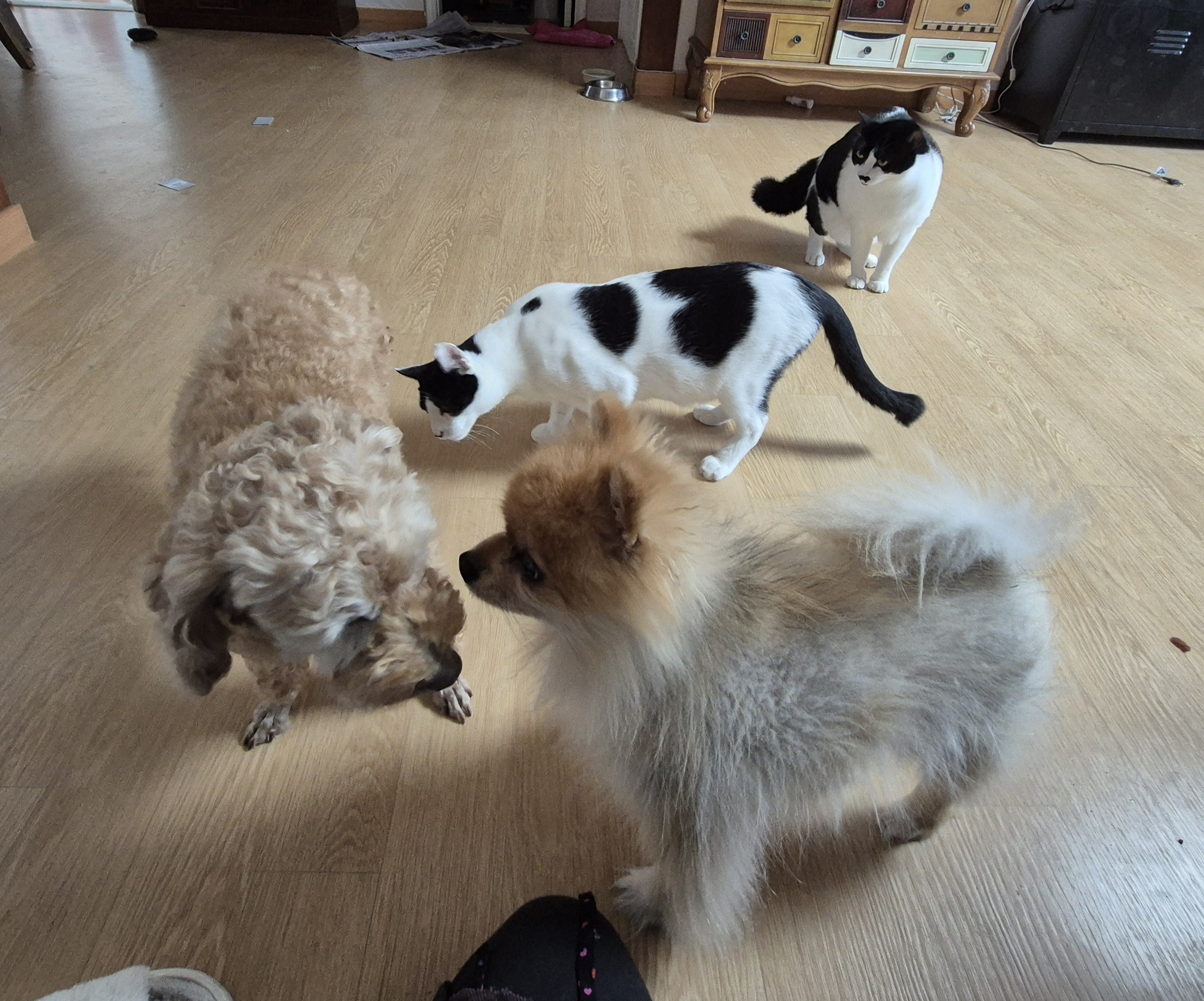 배순이와 일주일