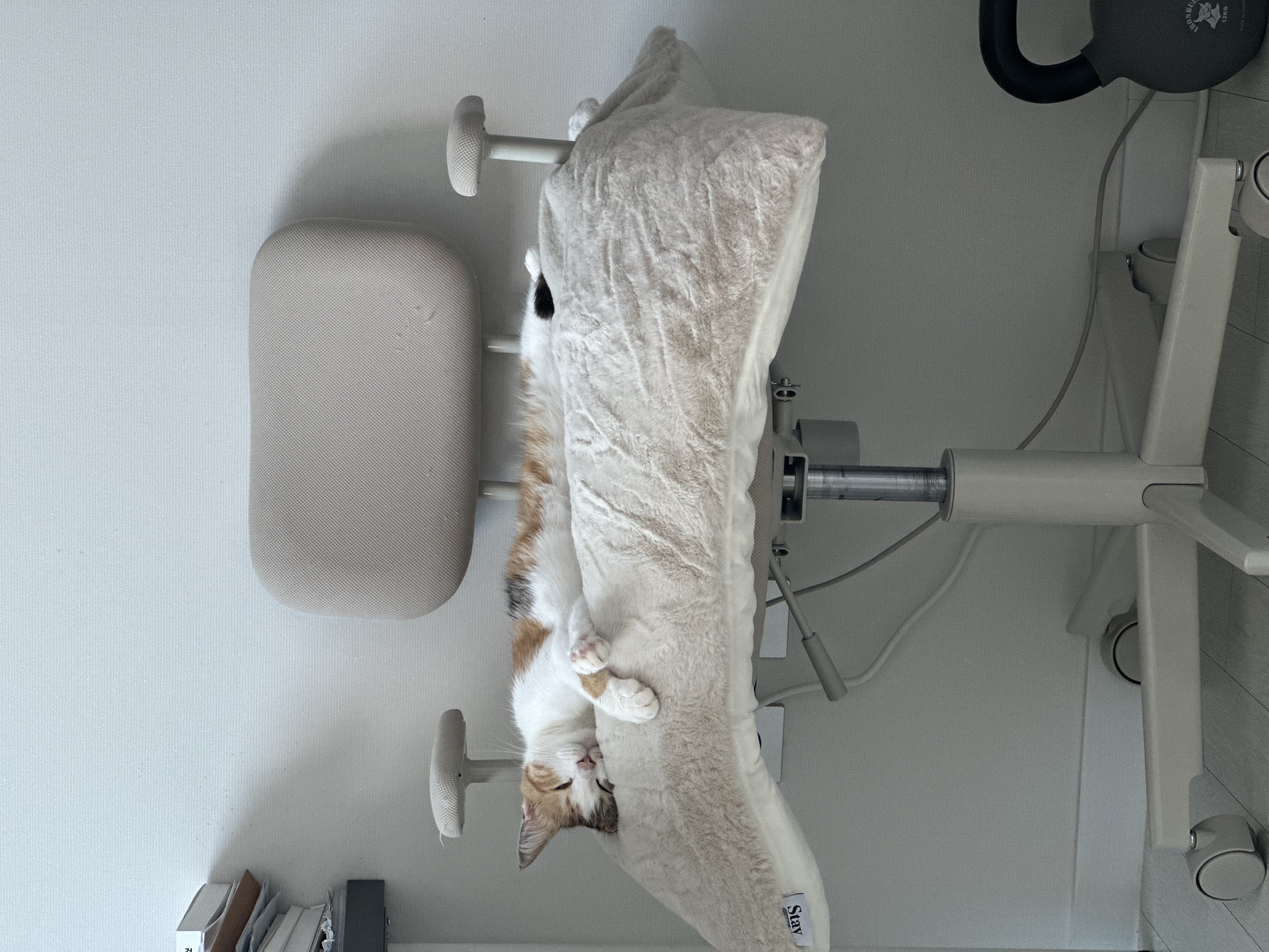 카모 5개월 입양후기