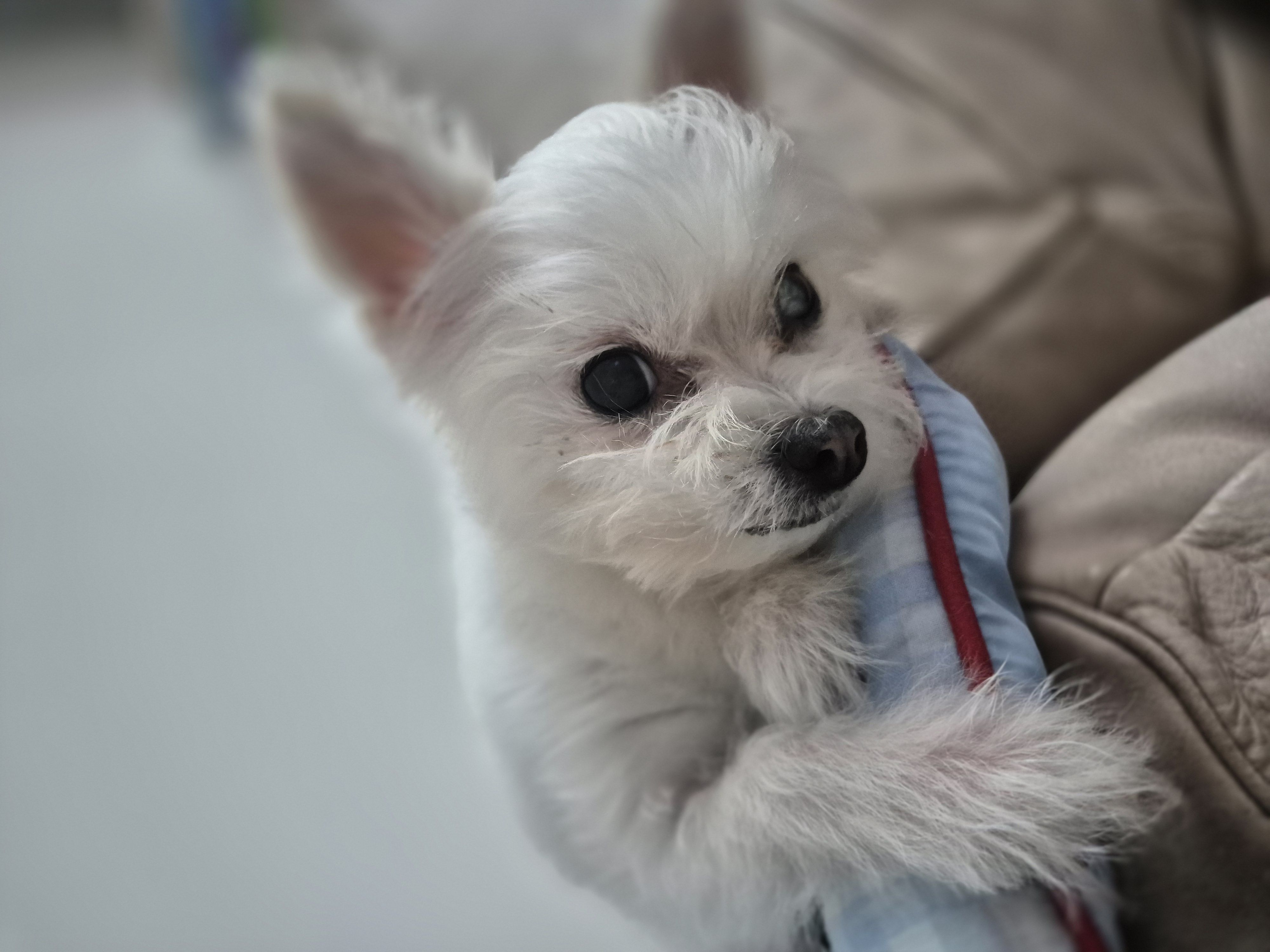 앙쥬 2년