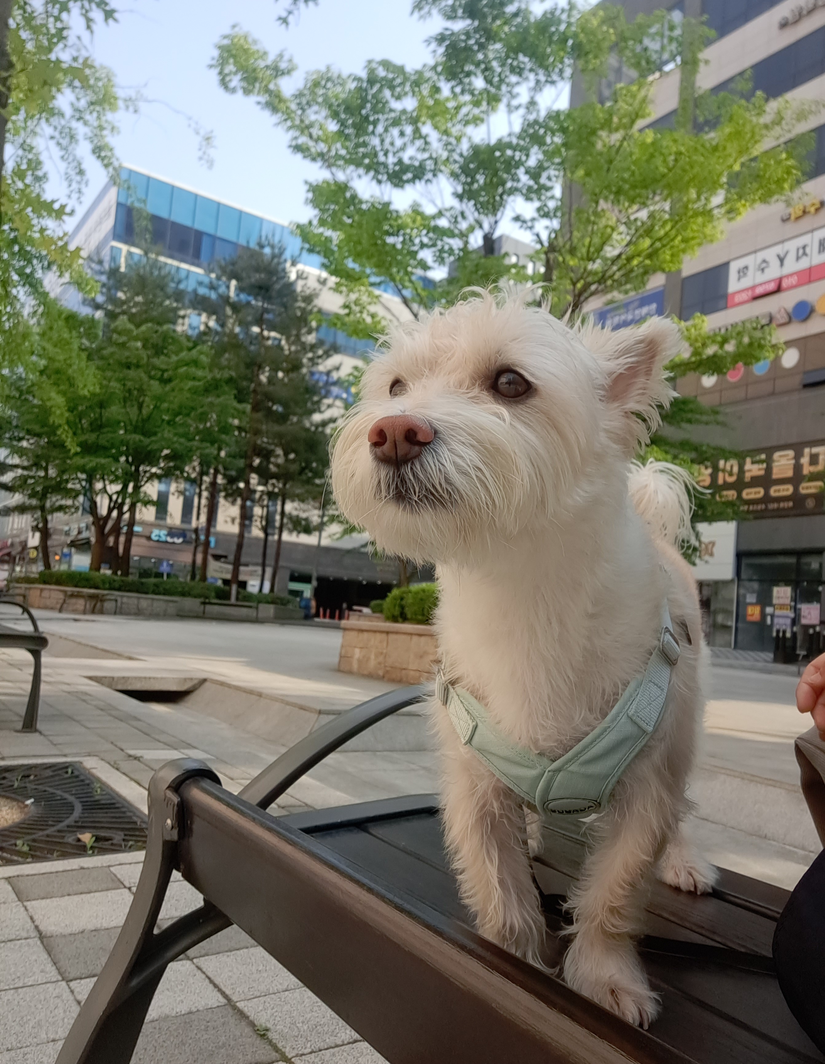 조이 입양 4년차 이야기