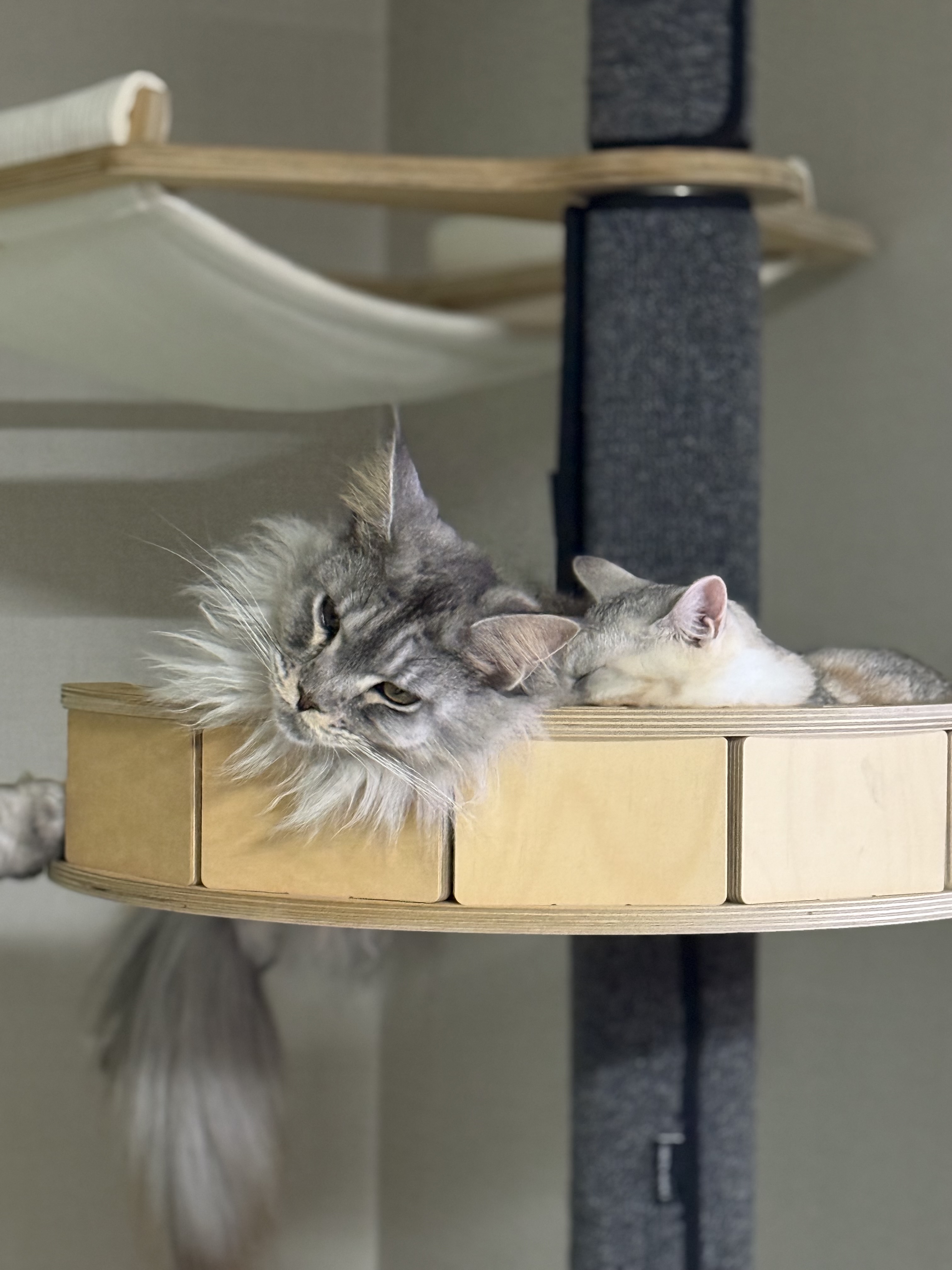 이슬이(레이) 너무 잘지냅니다
