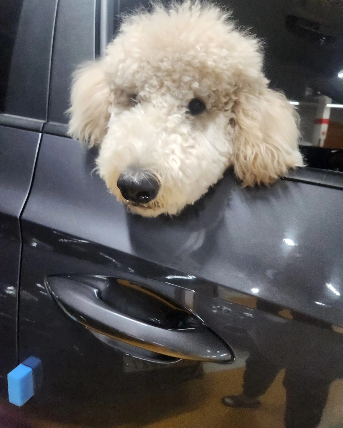 우리집 귀염둥이 조루이 * 푸돌이*