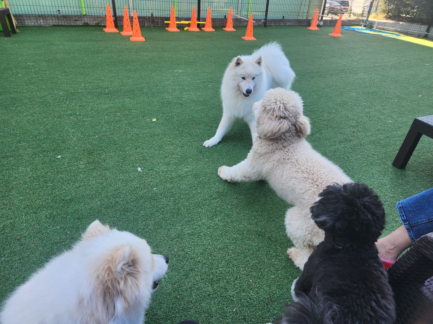 우리집 귀염둥이 조루이 * 푸돌이*