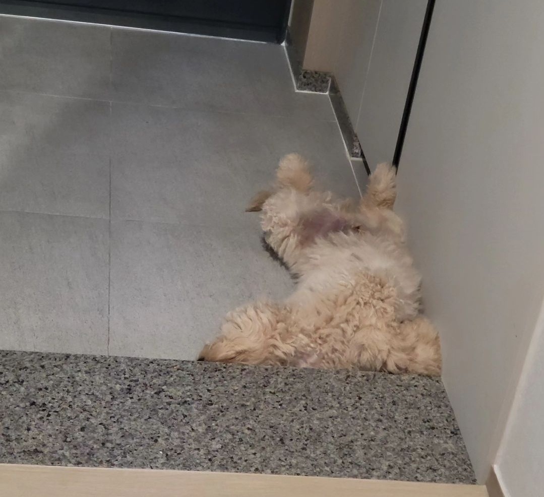 우리집 귀염둥이 조루이 * 푸돌이*