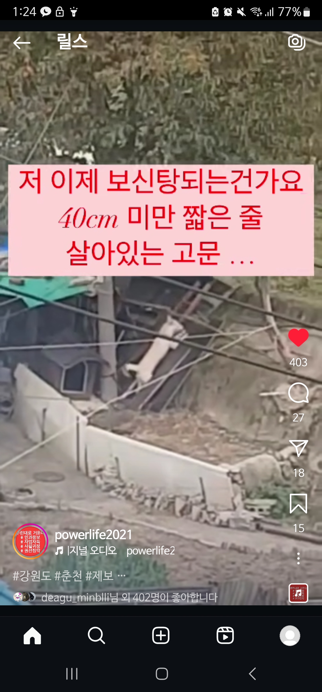 50cm미만의 목줄에 묶여있는 백구