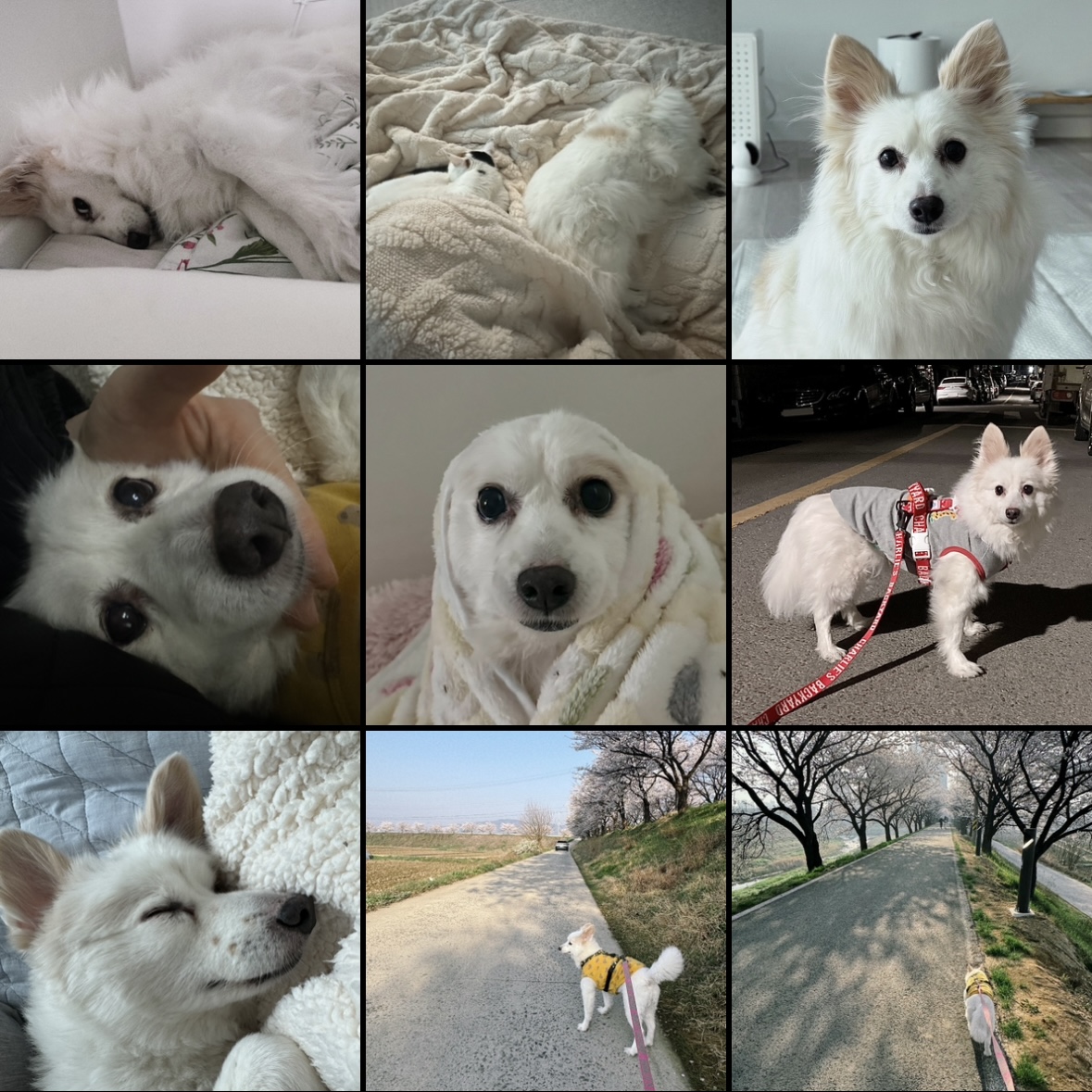❤️앵두와 함께한지 4년❤️