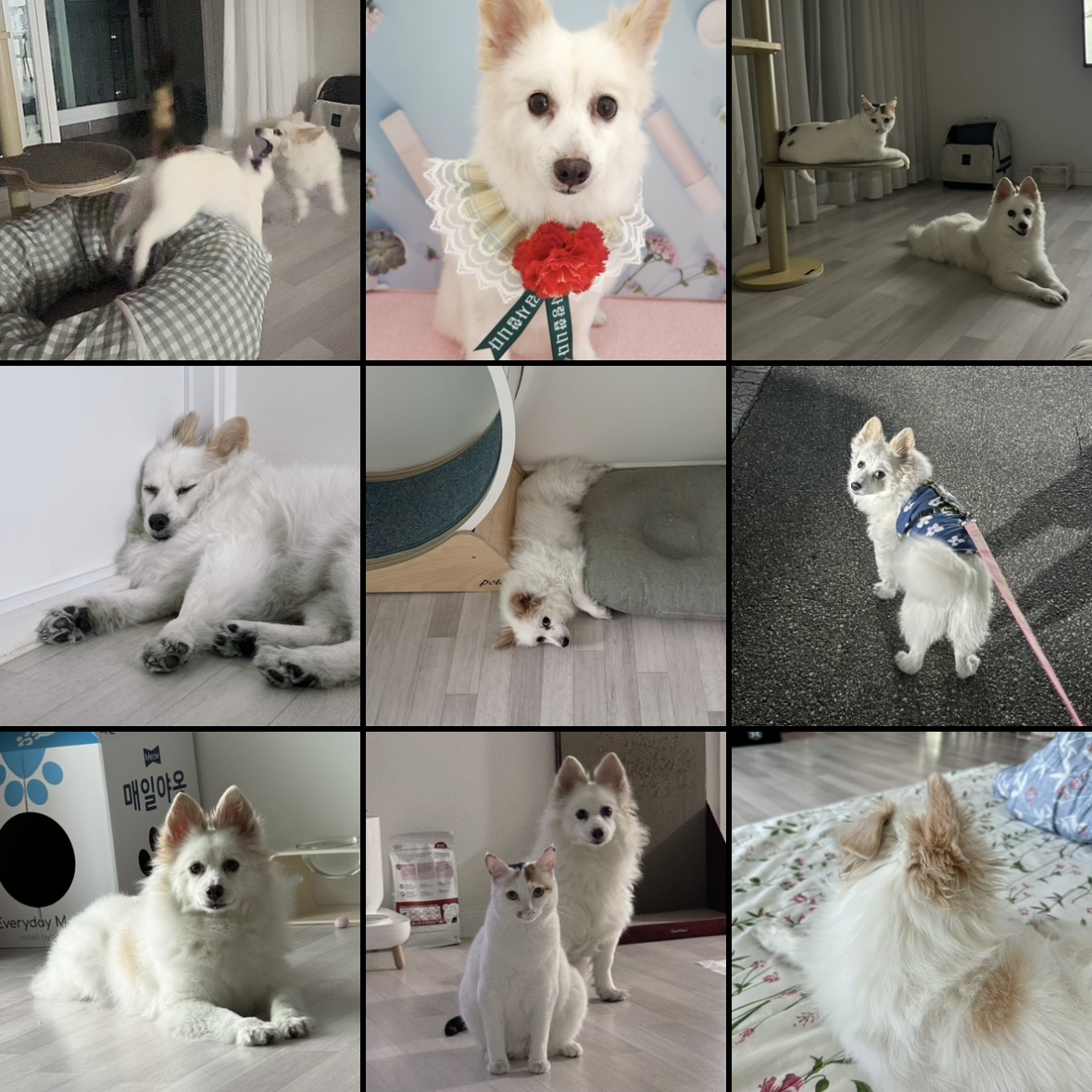 ❤️앵두와 함께한지 4년❤️