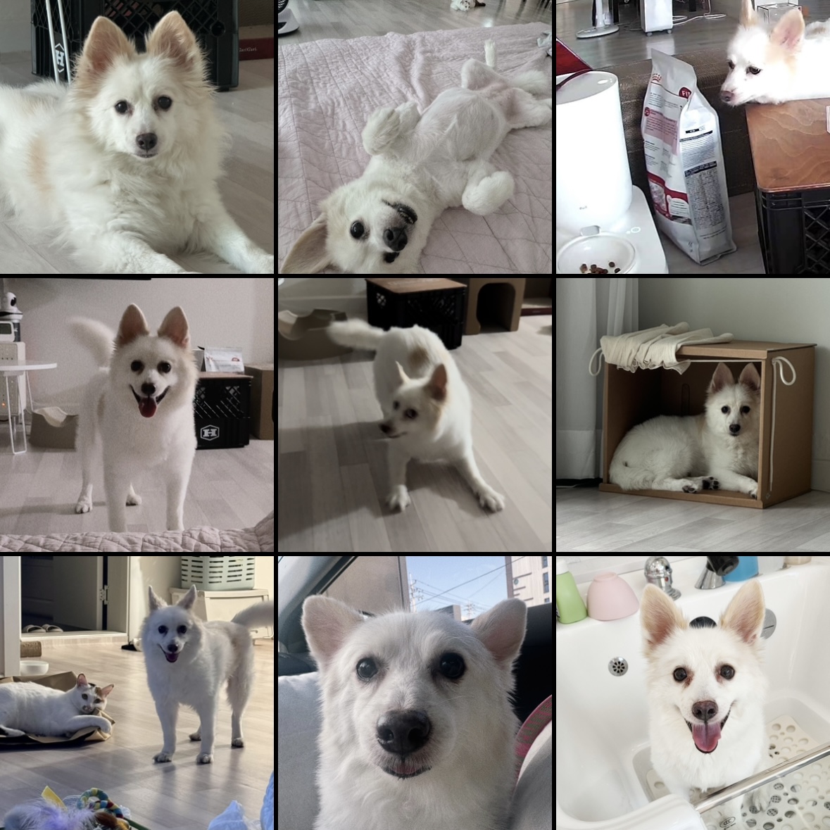 ❤️앵두와 함께한지 4년❤️