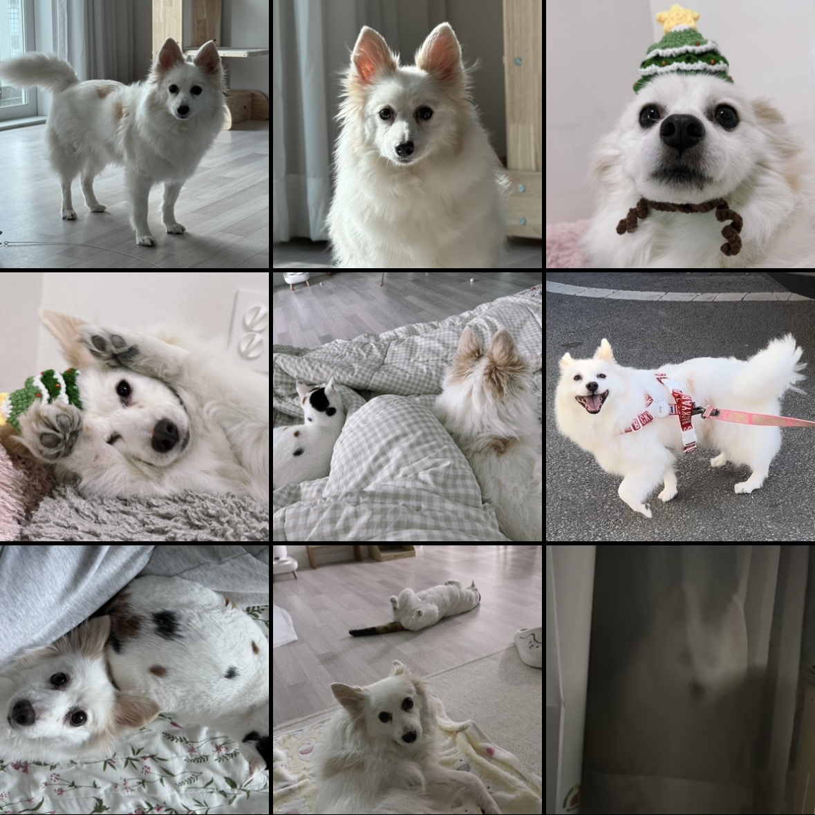 ❤️앵두와 함께한지 4년❤️
