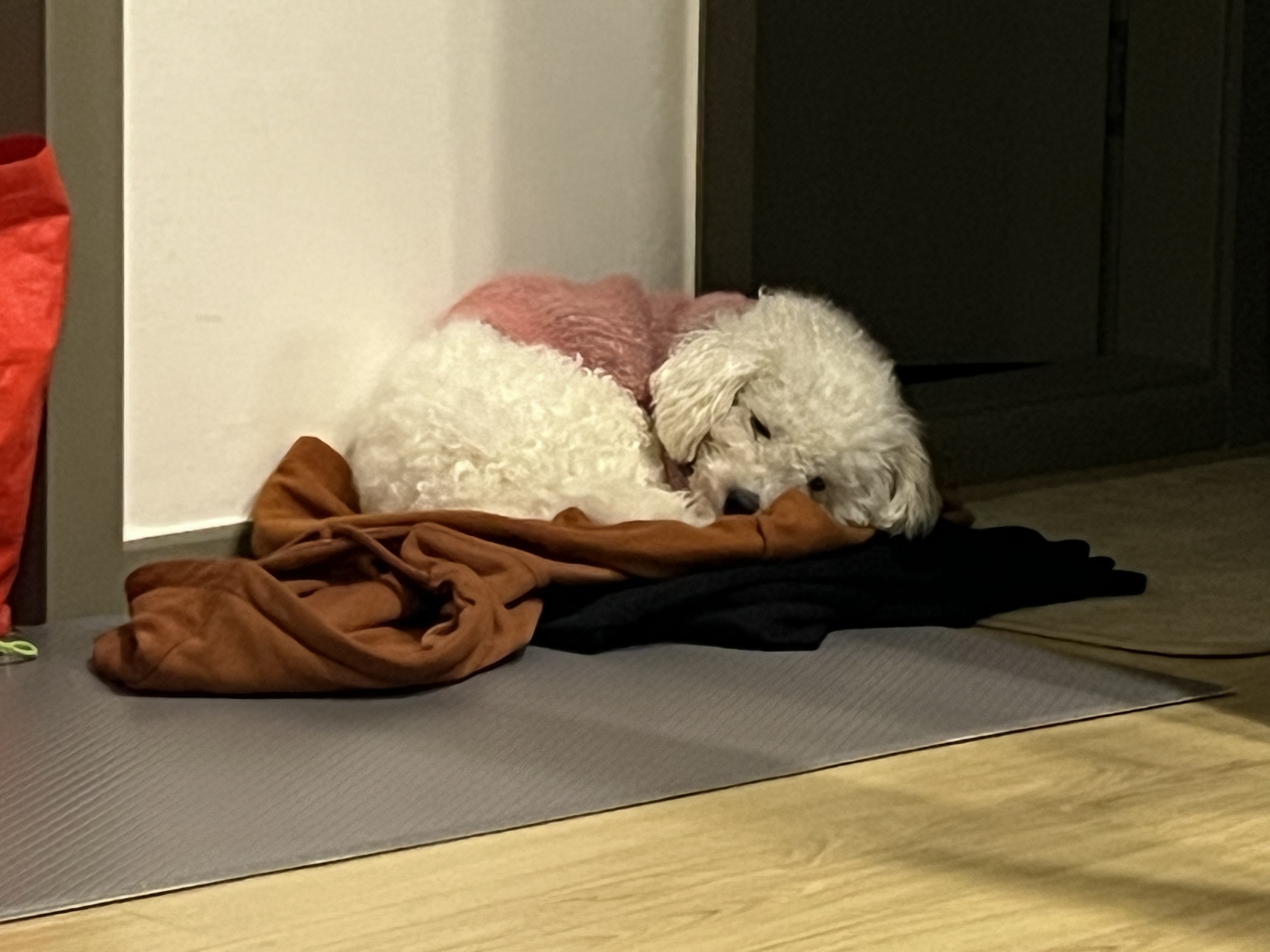 [임시보호] 하남이(동키)와의 반년 🐾