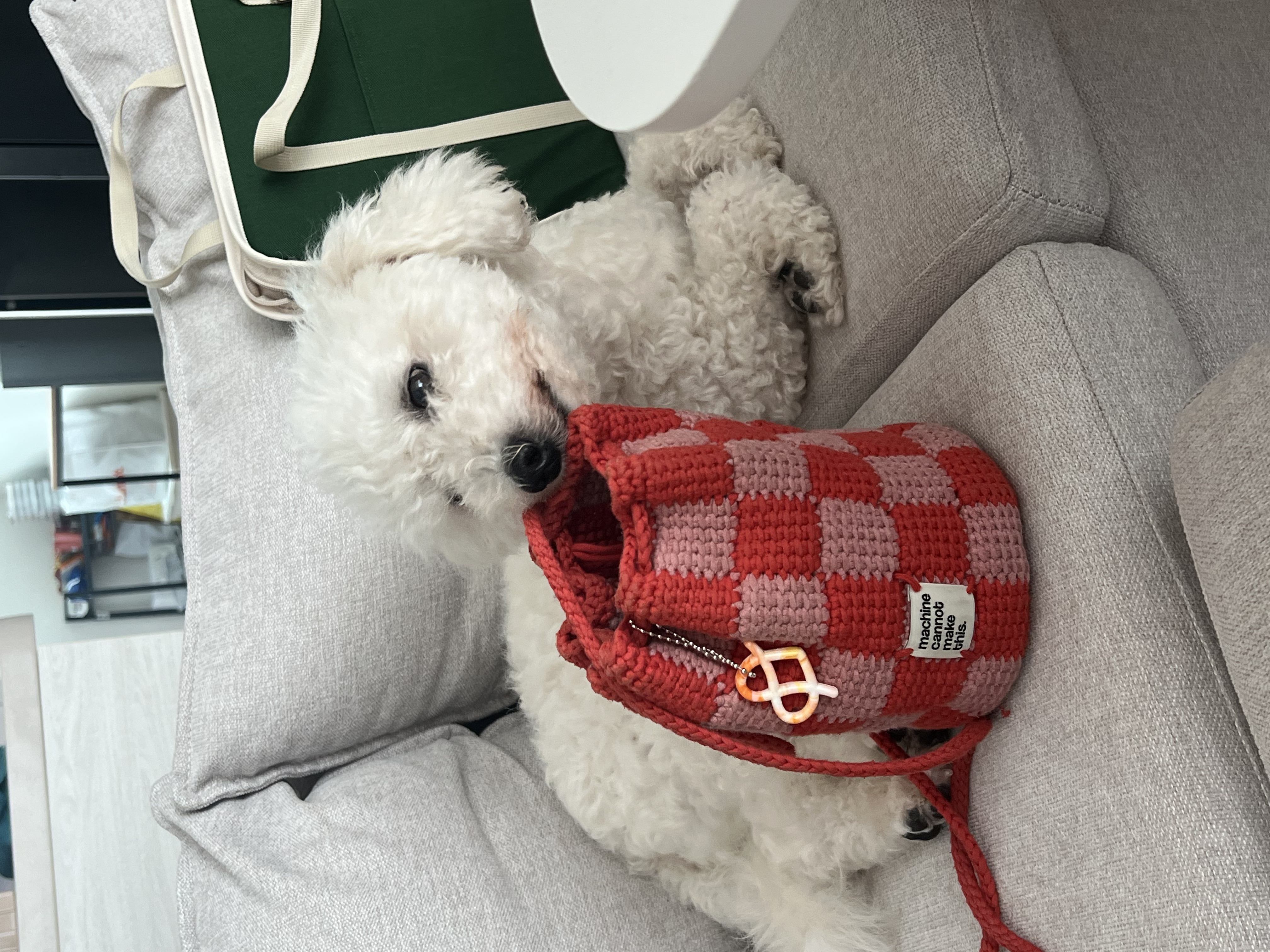 [임시보호] 하남이(동키)와의 반년 🐾
