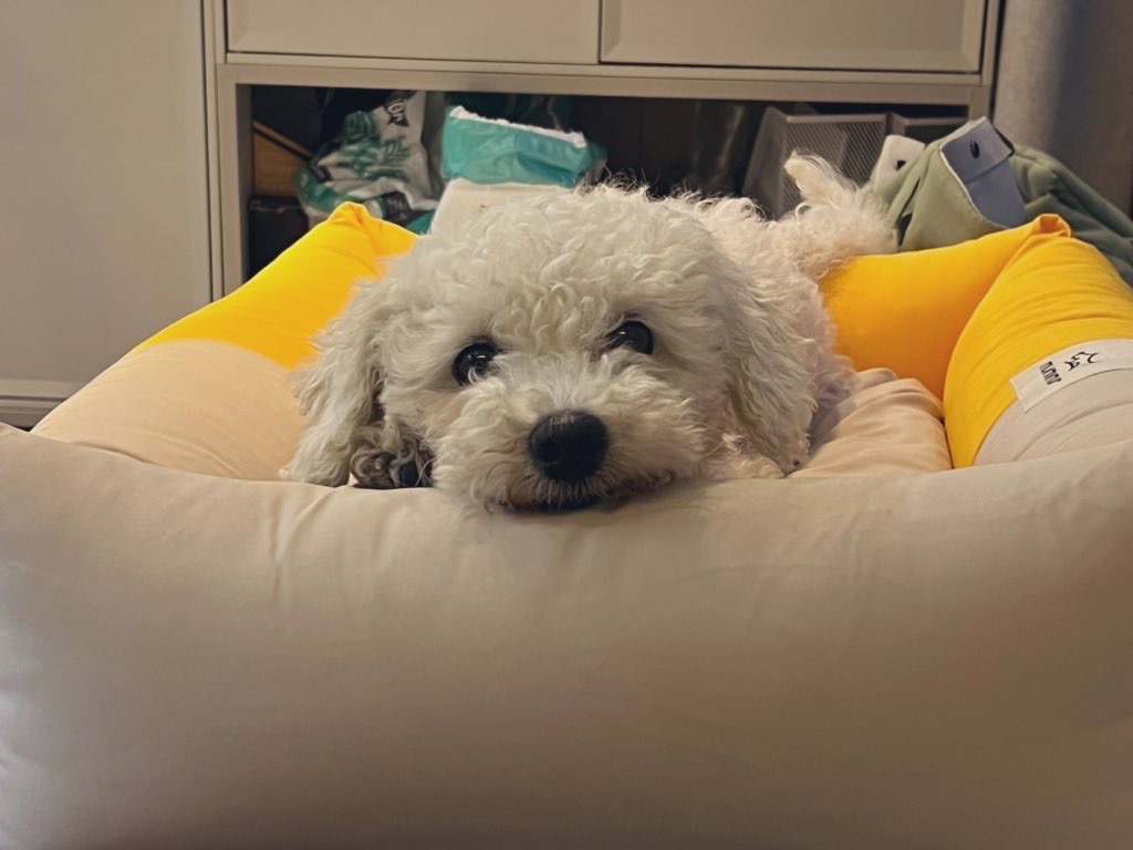 [임시보호] 하남이(동키)와의 반년 🐾