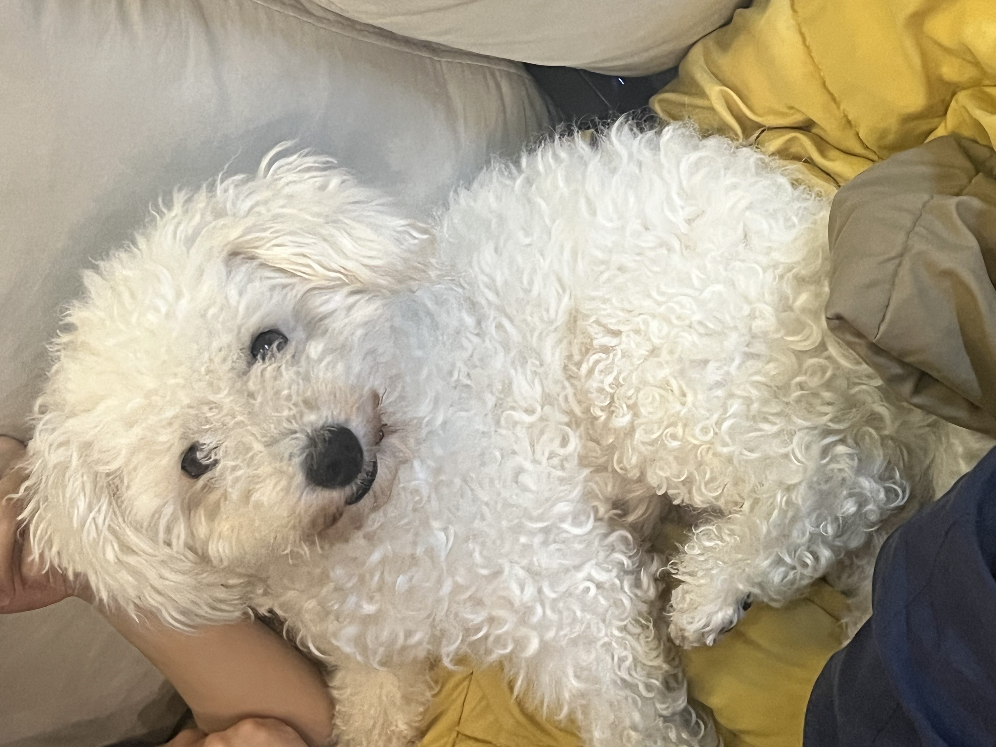 [임시보호] 하남이(동키)와의 반년 🐾