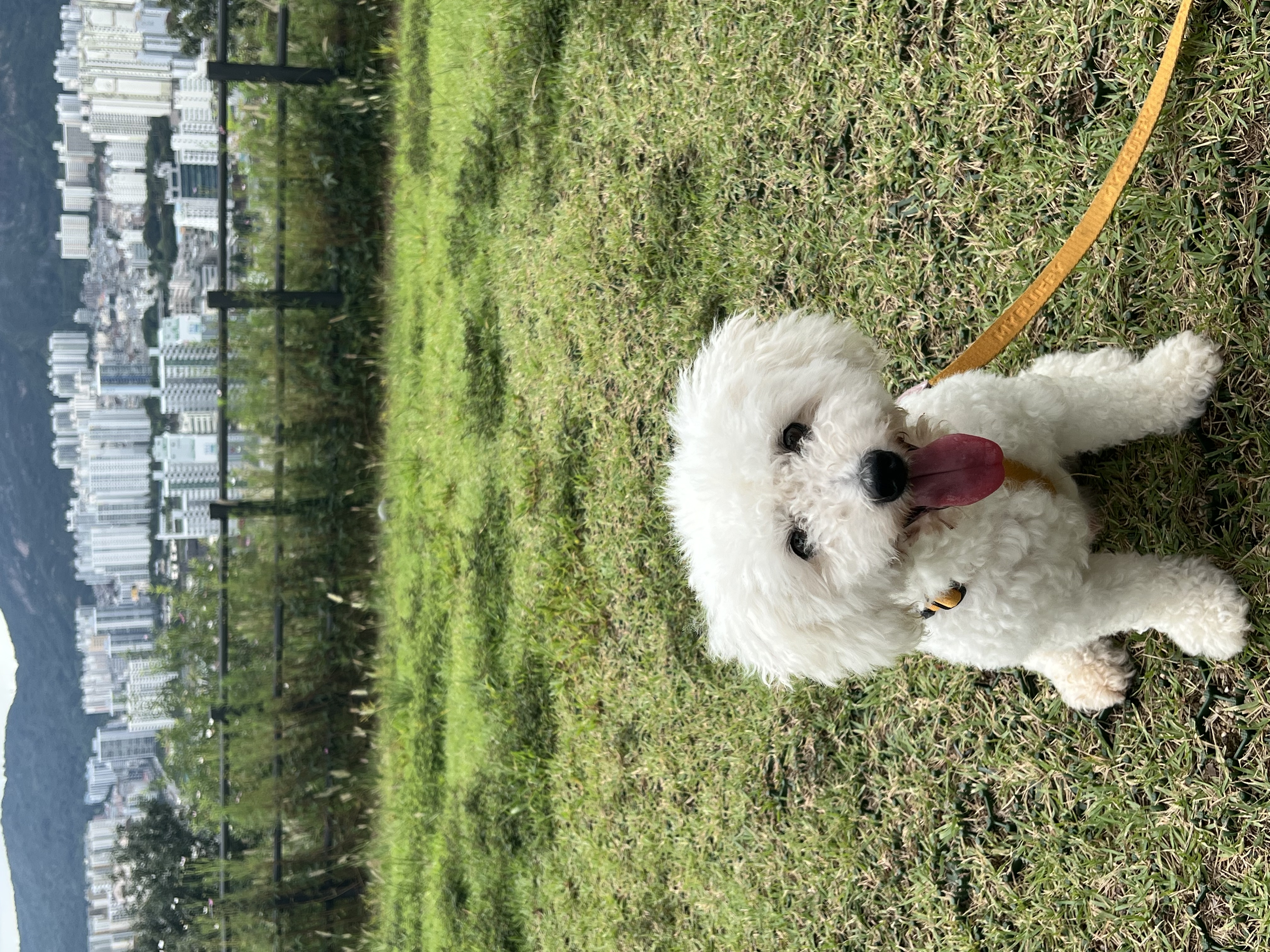 [임시보호] 하남이(동키)와의 반년 🐾
