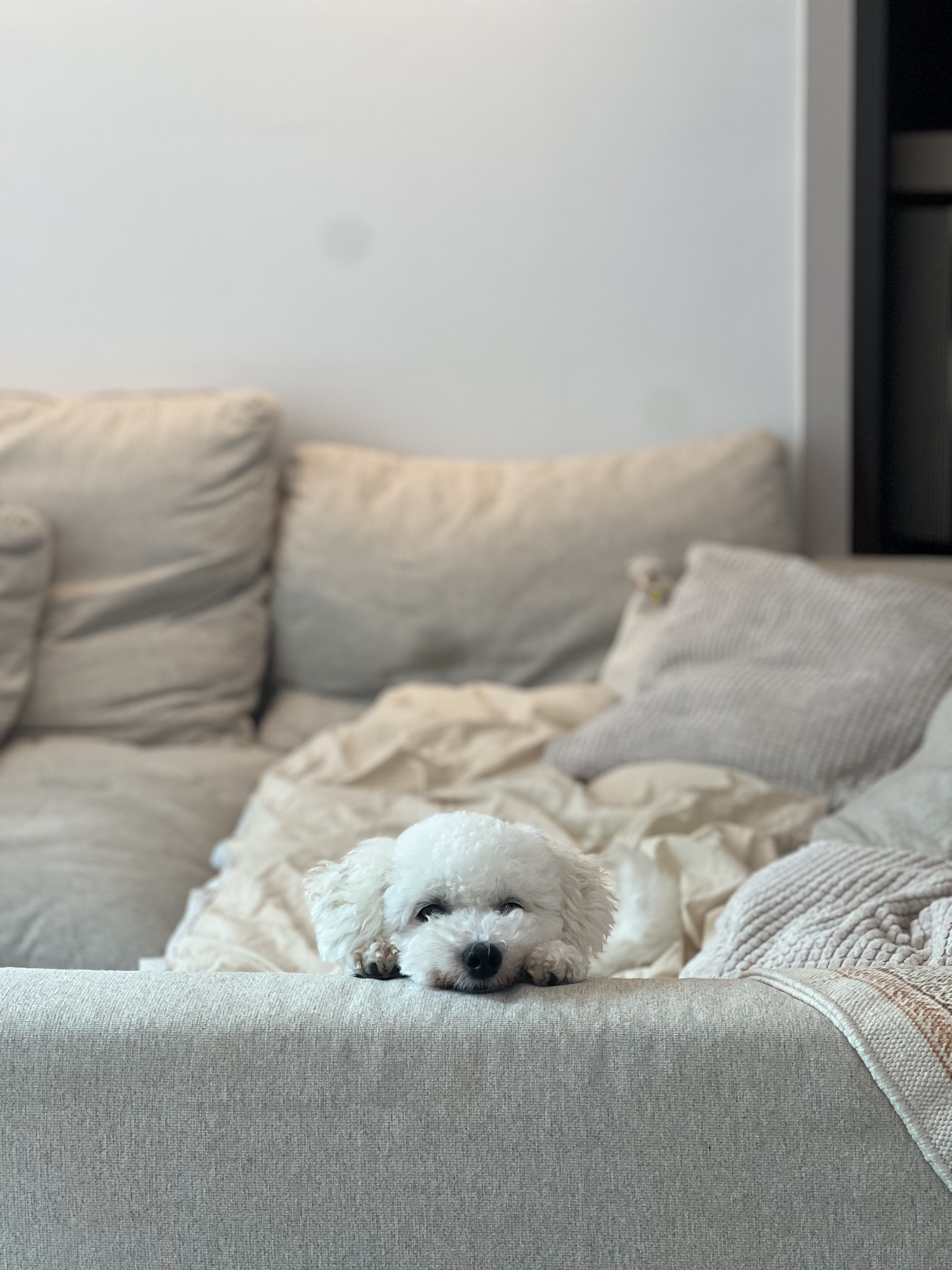 [임시보호] 하남이(동키)와의 반년 🐾