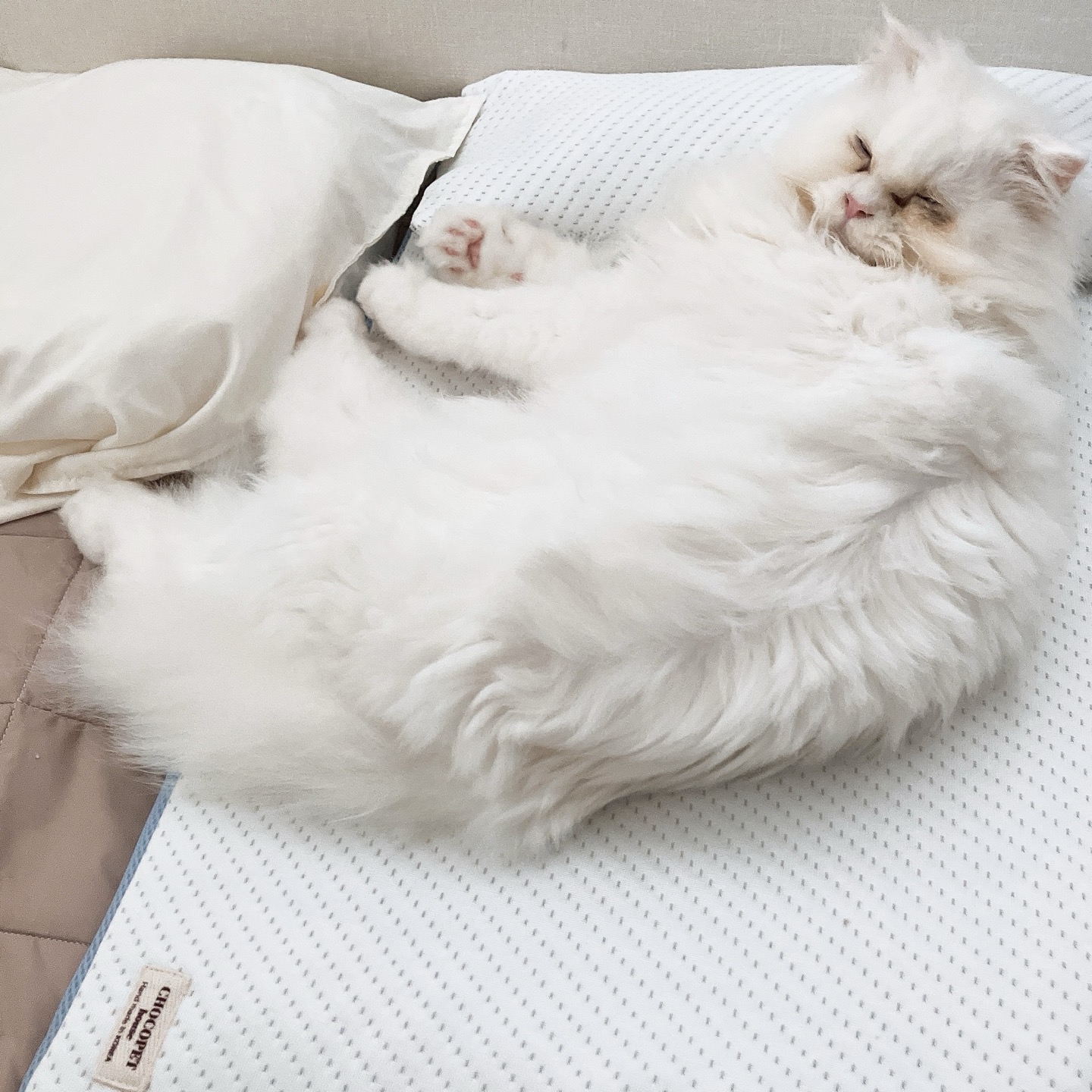 퉁퉁이(샤브)의 한달