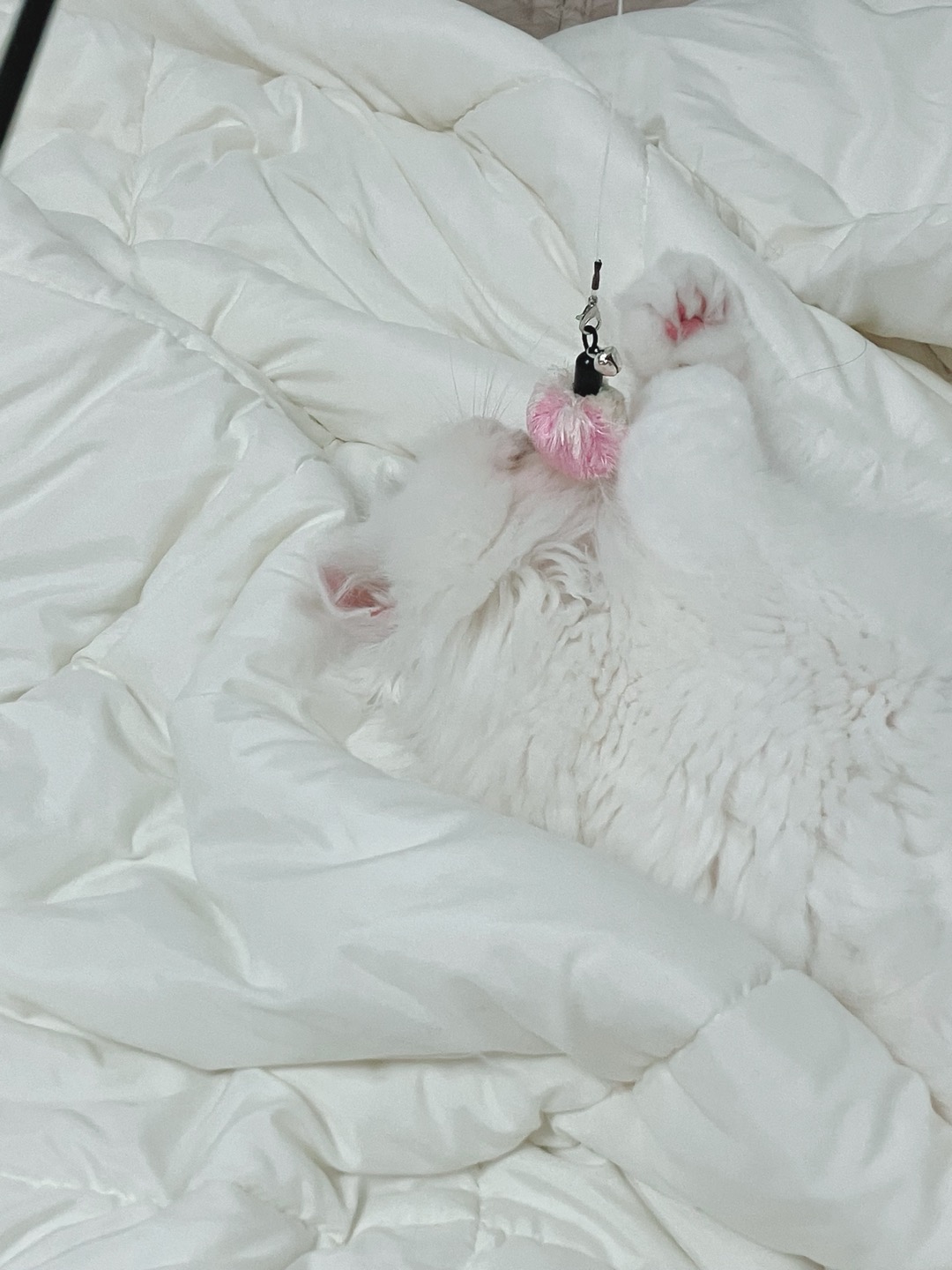 퉁퉁이(샤브)의 한달