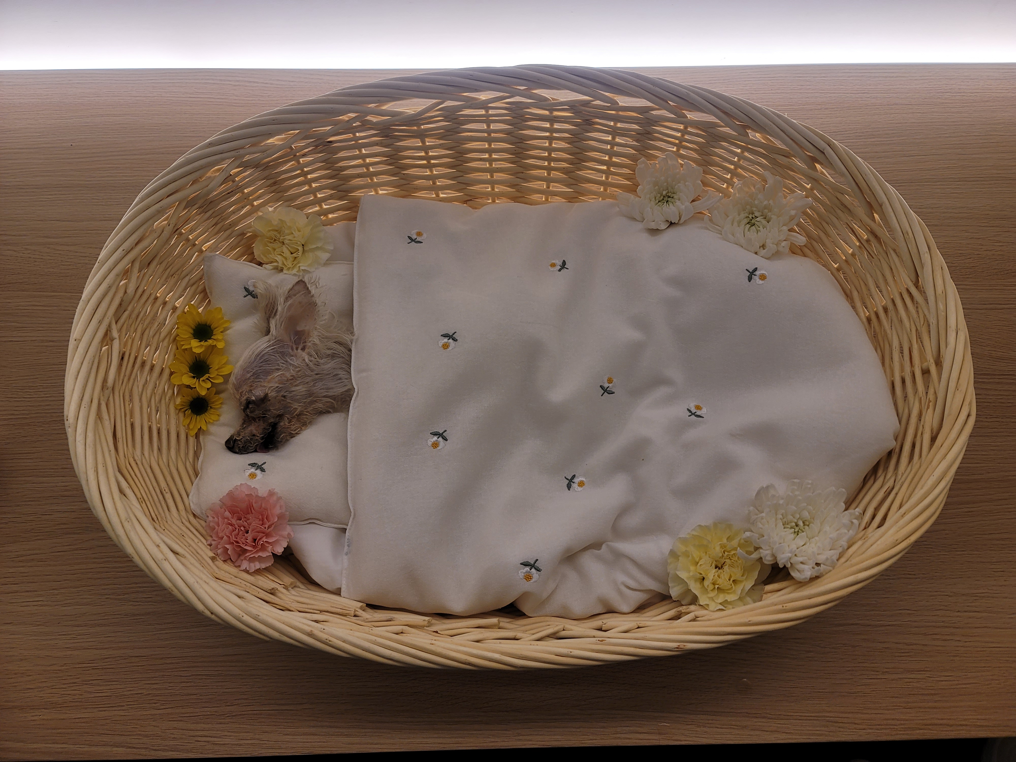시흥번식장꼬미가 오늘 하늘에 별이 되었어요..