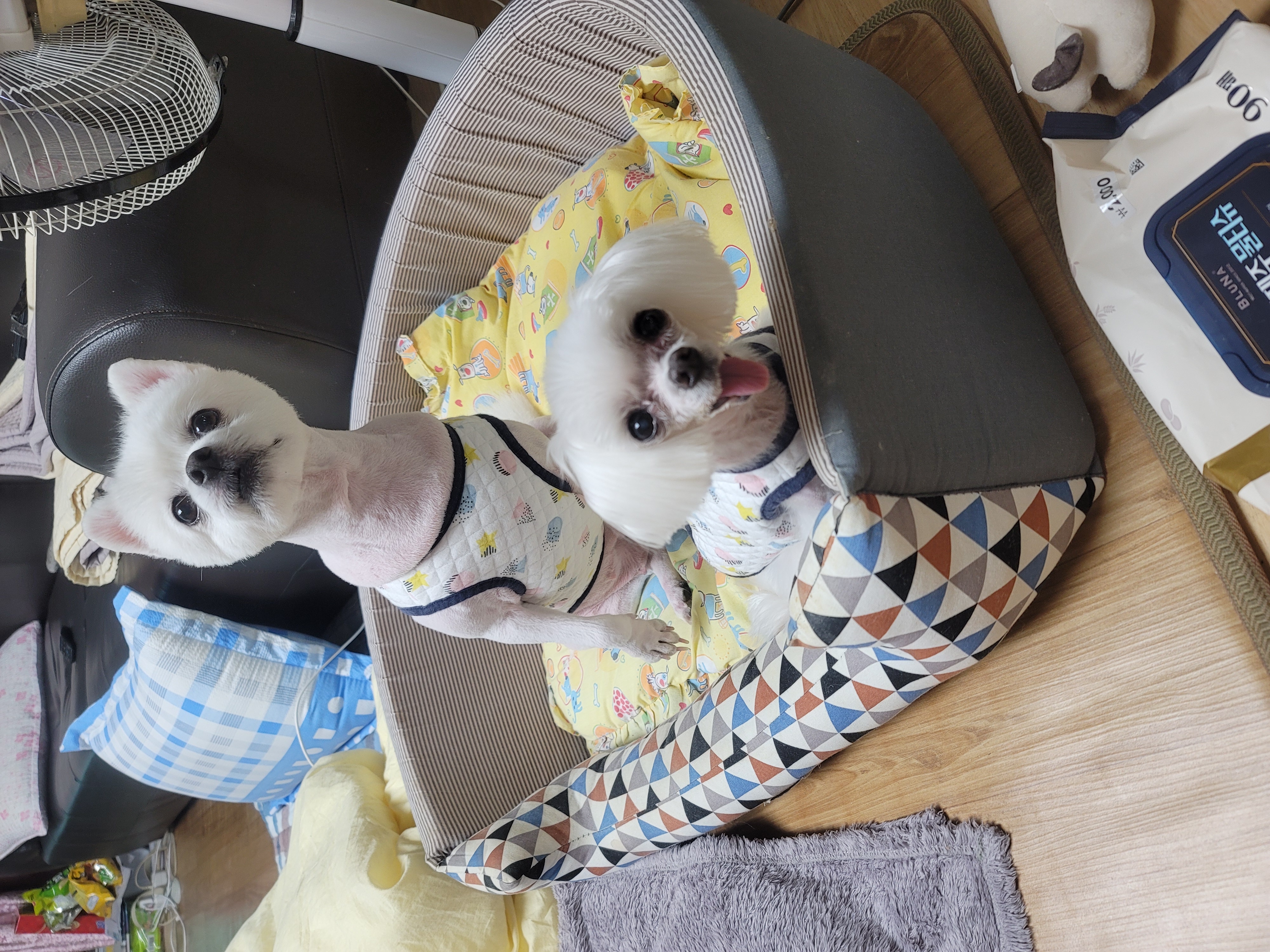 시흥번식장꼬미가 오늘 하늘에 별이 되었어요..