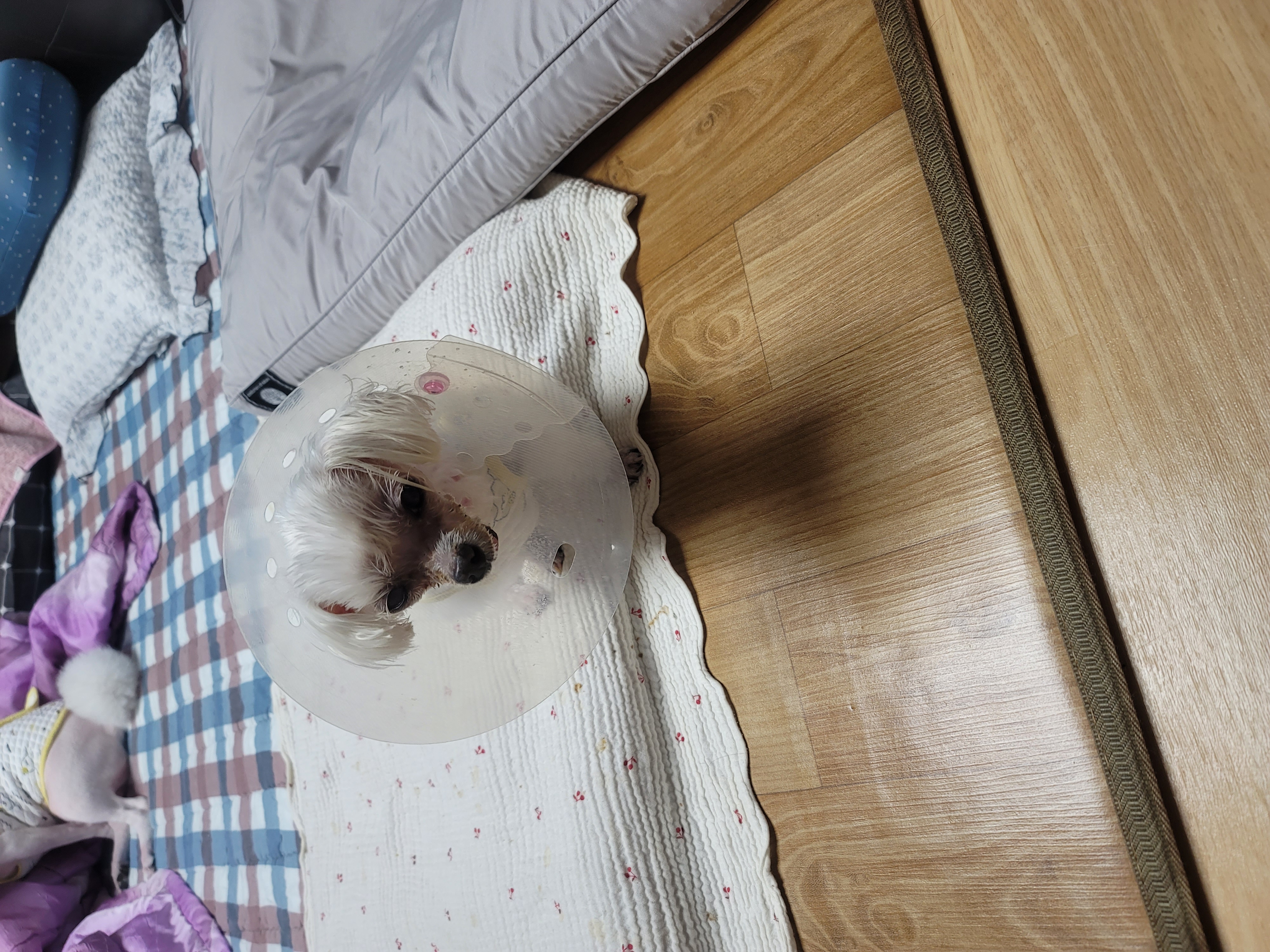 시흥번식장꼬미가 오늘 하늘에 별이 되었어요..