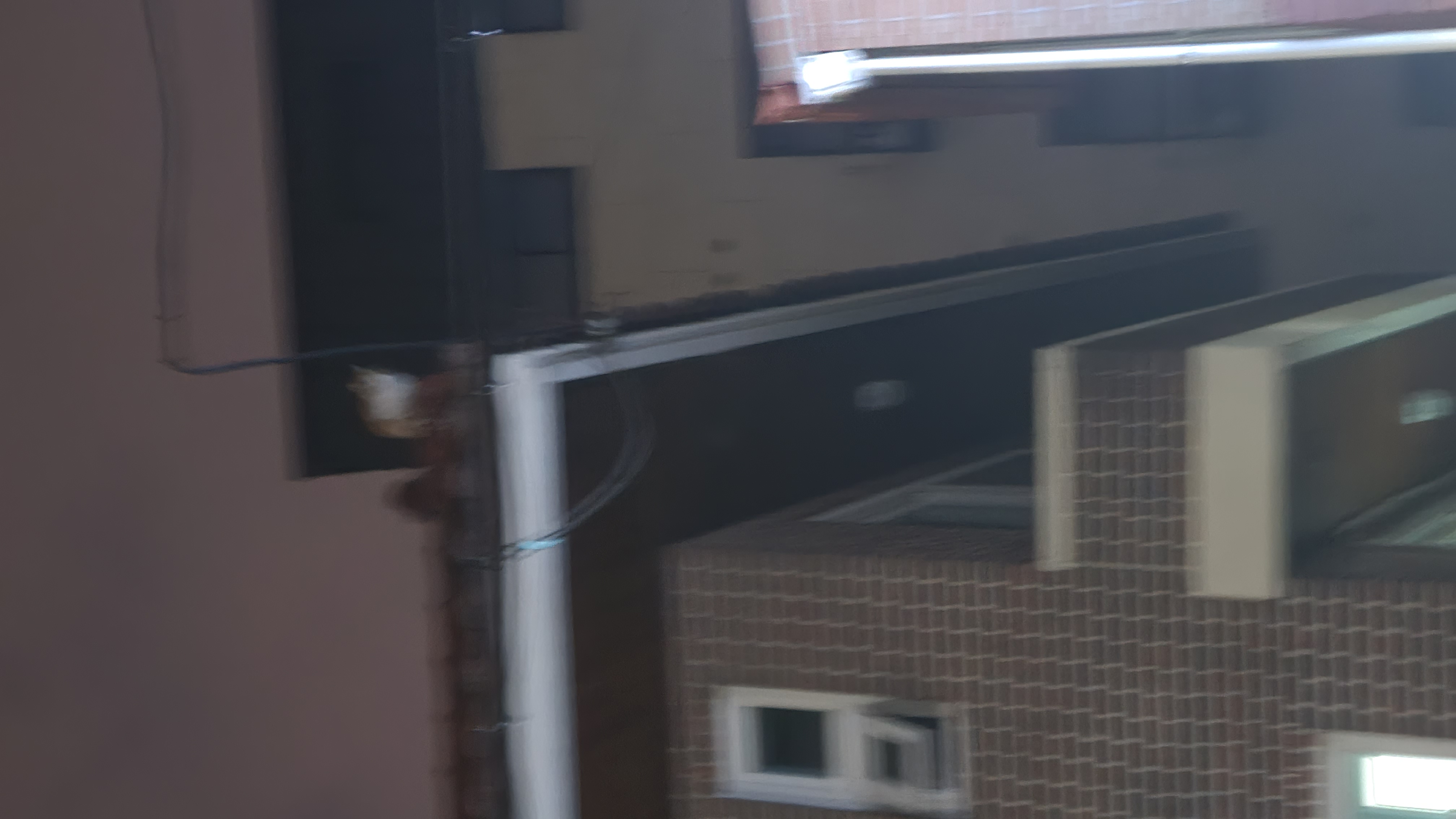 건물 옥상에 갇힌 길고양이를 구해주세요