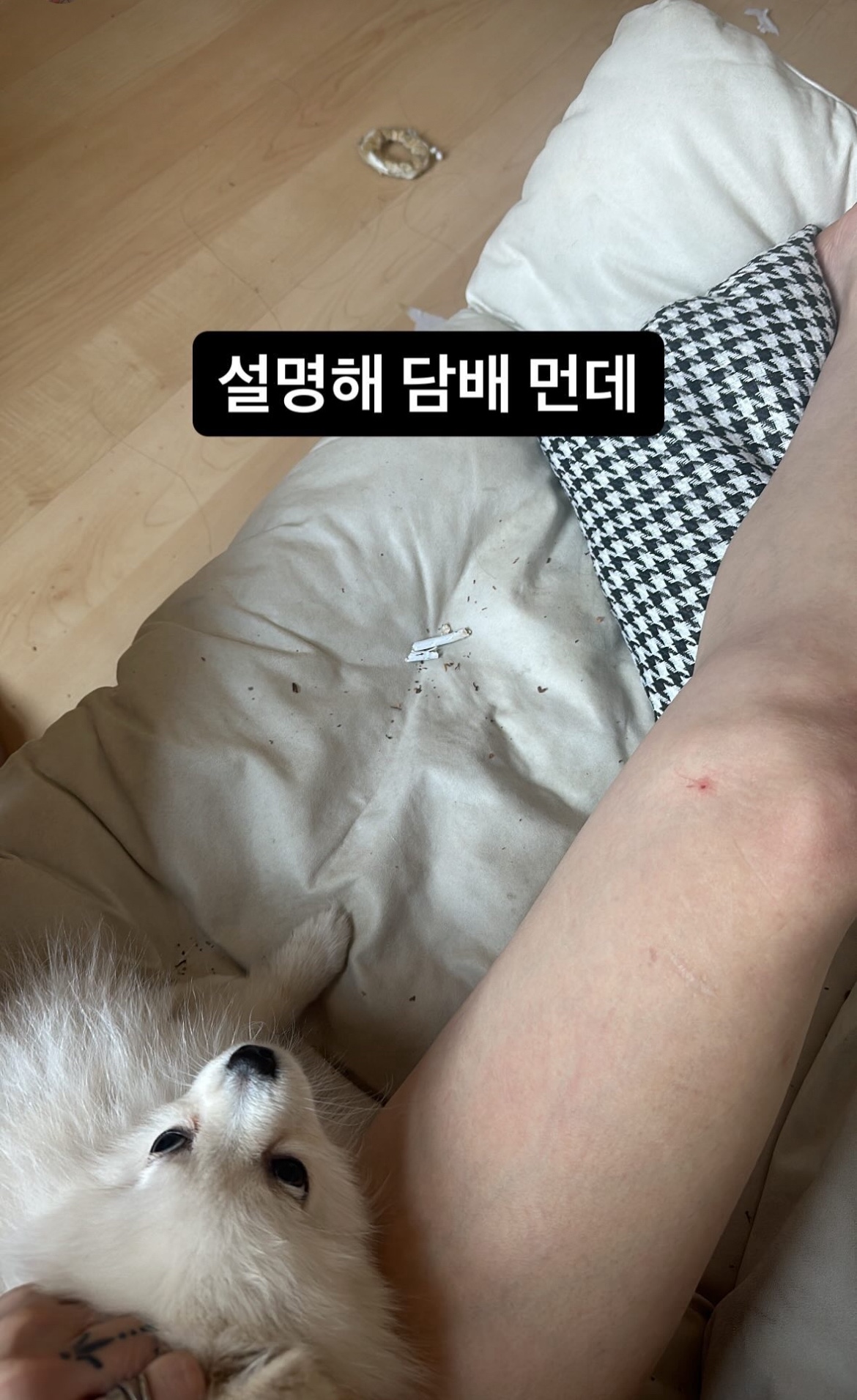 강아지학대가 이루어지고있는 것 같습니다