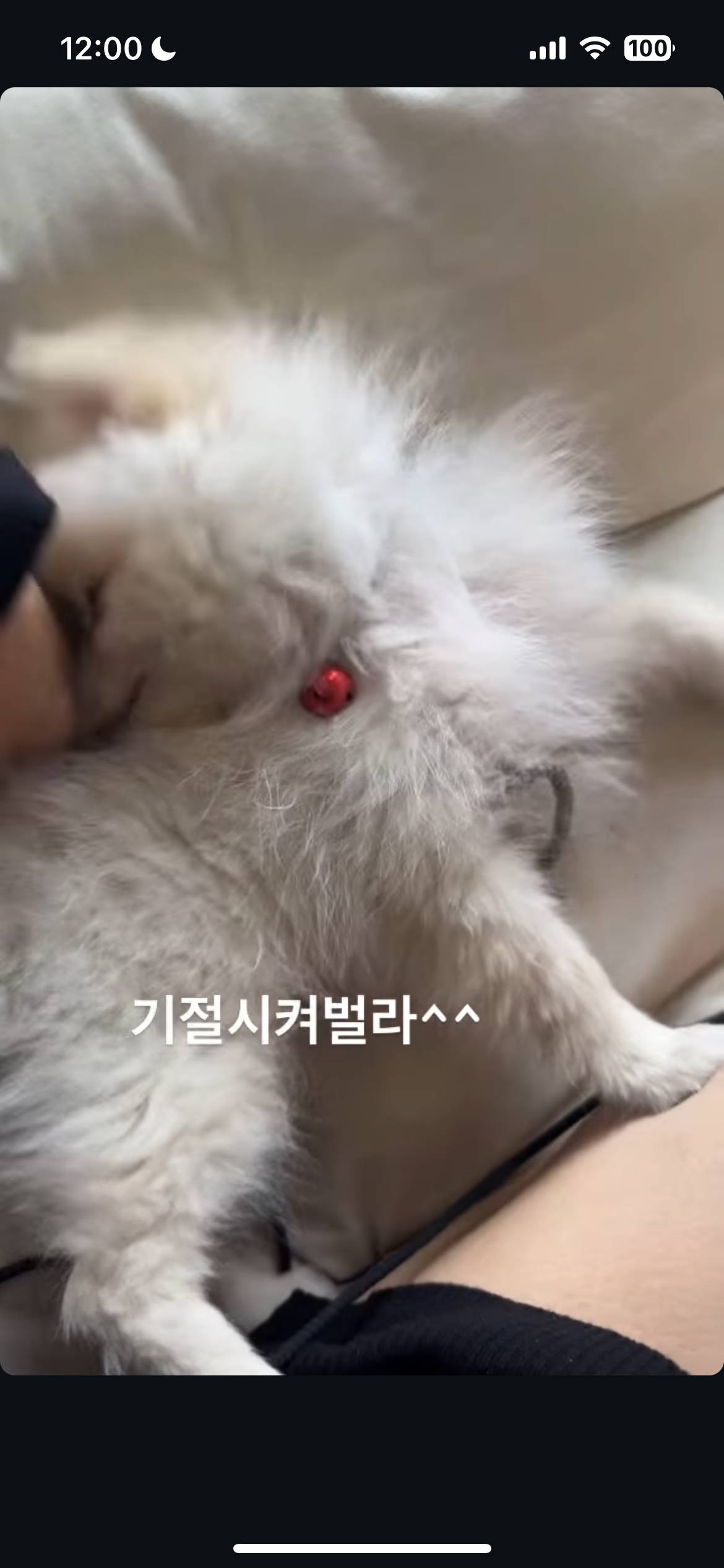 강아지학대가 이루어지고있는 것 같습니다